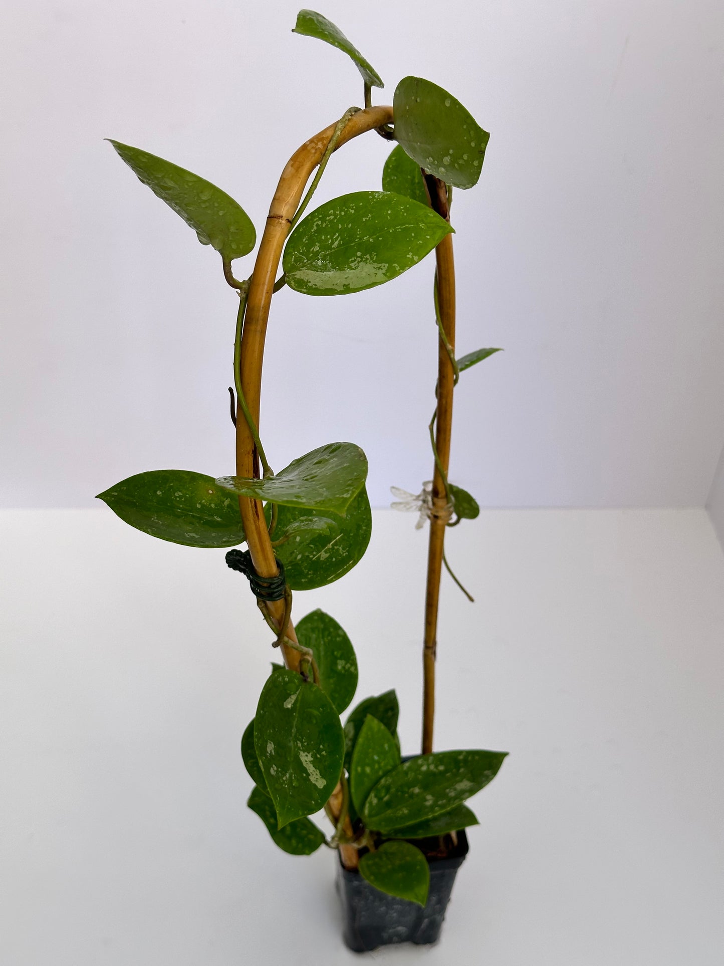 Hoya ‘Aida’ ALE2