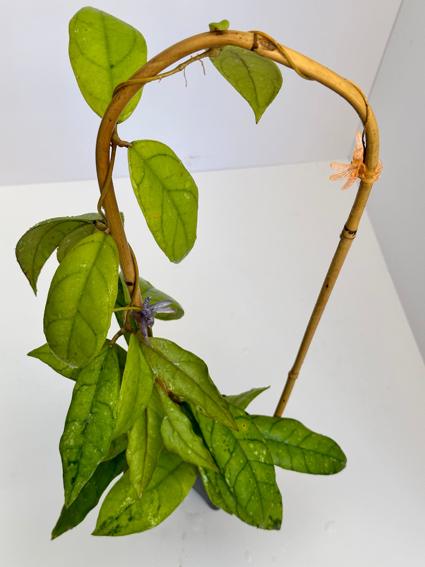 Hoya ranuensis Borneo