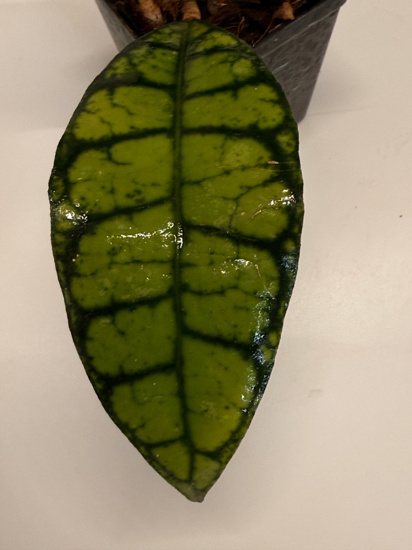 Hoya callistophylla 'Black Cat'