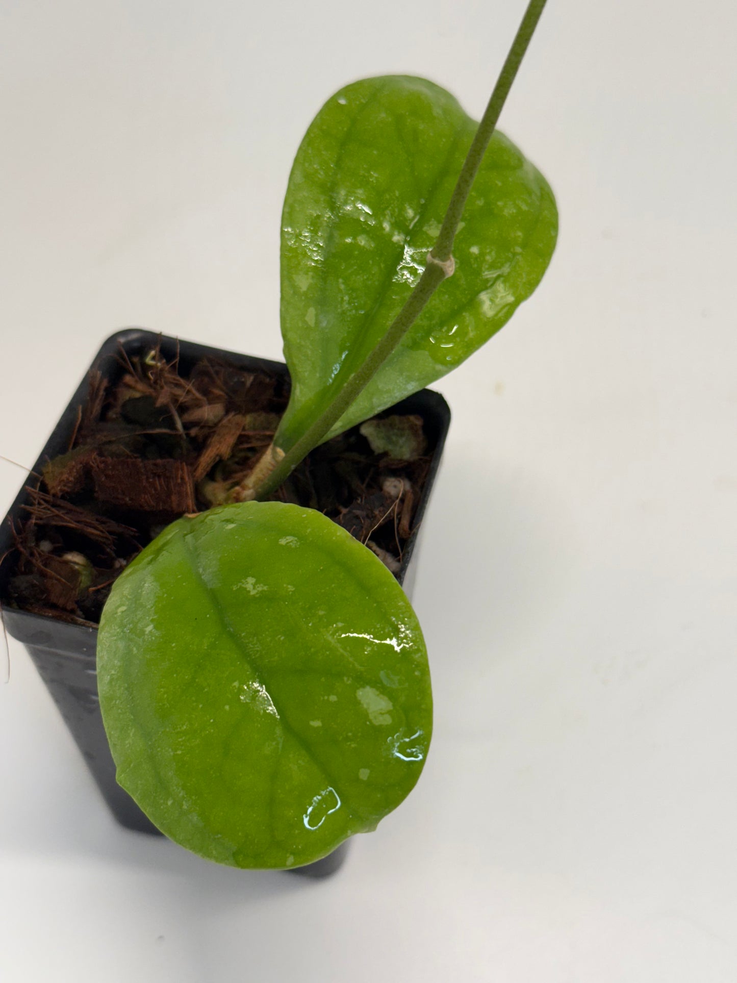 Hoy sp. Bengkulu aff. lambii RD DD 00406