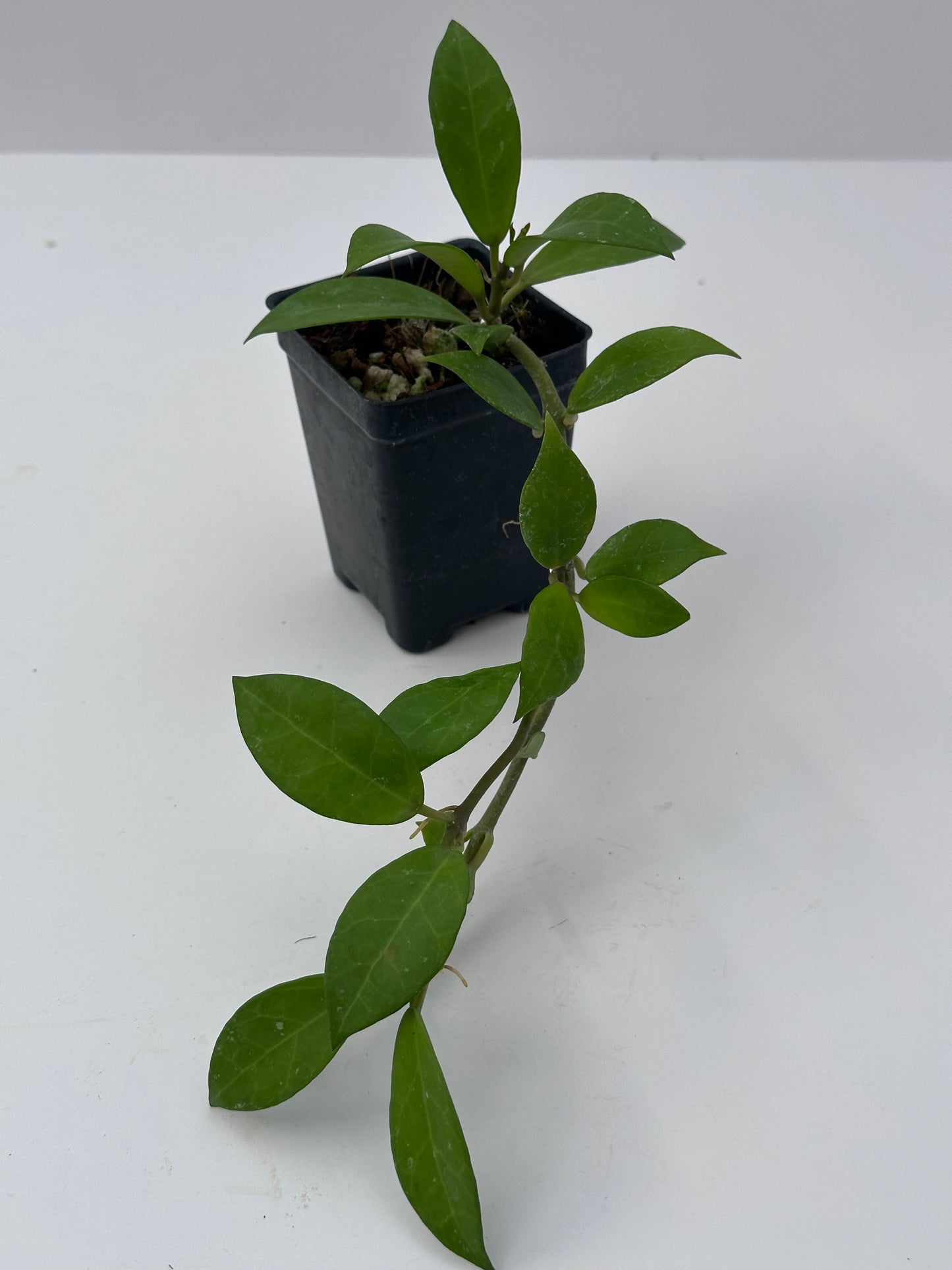 Hoya krohniana x obscura