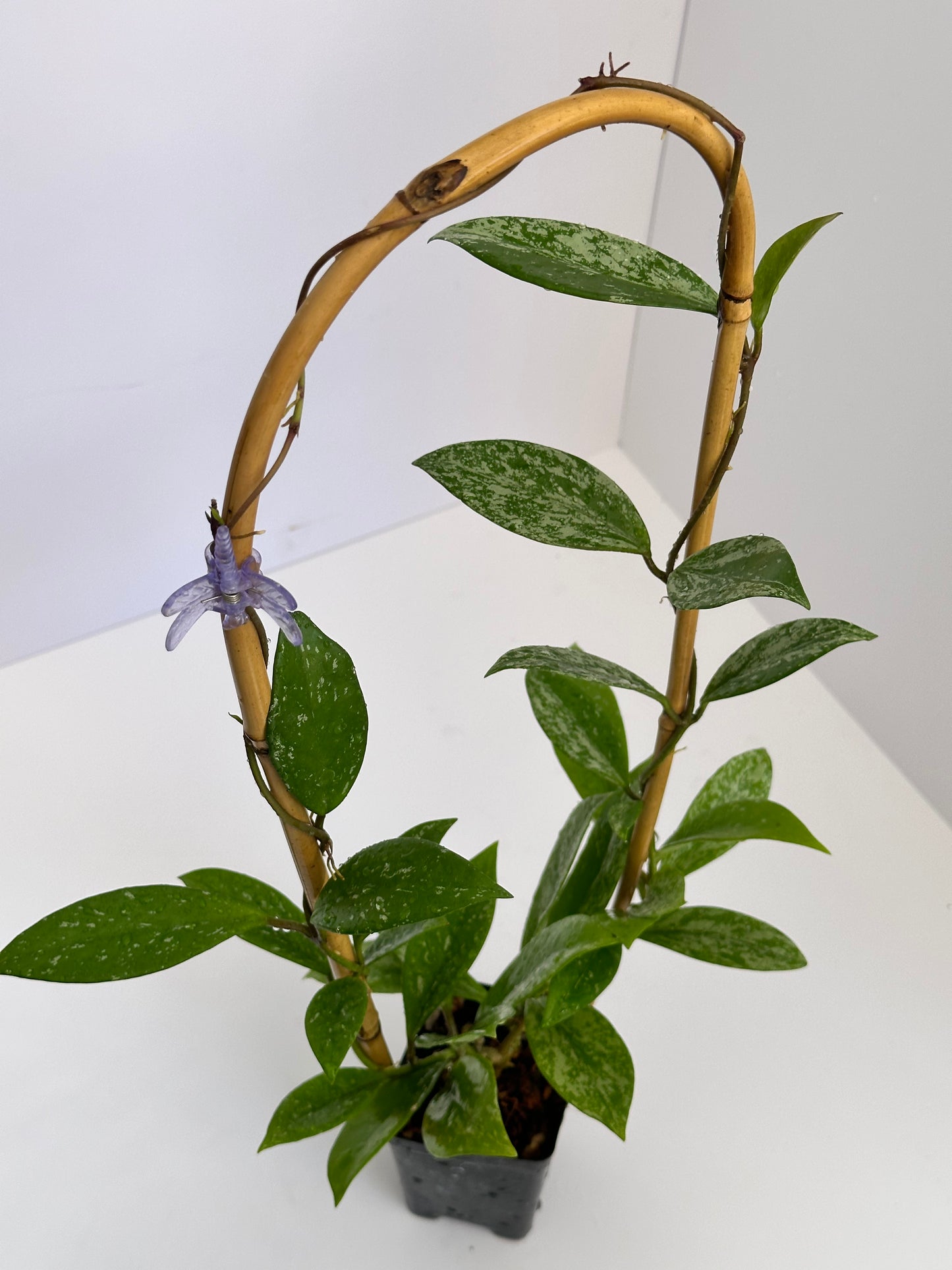 Hoya pubicalyx (splash)