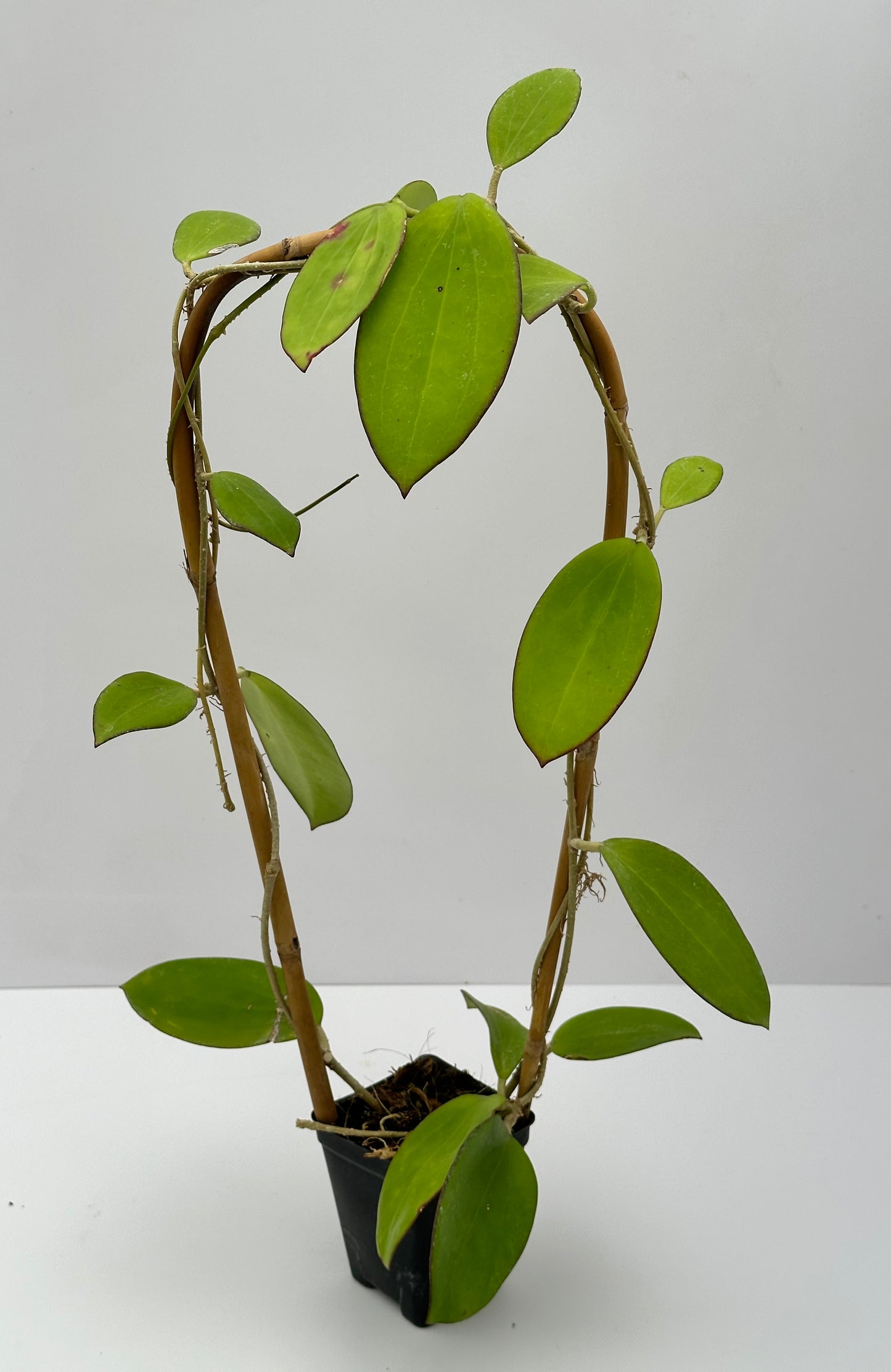 Hoya 'Idaho' MB 1432