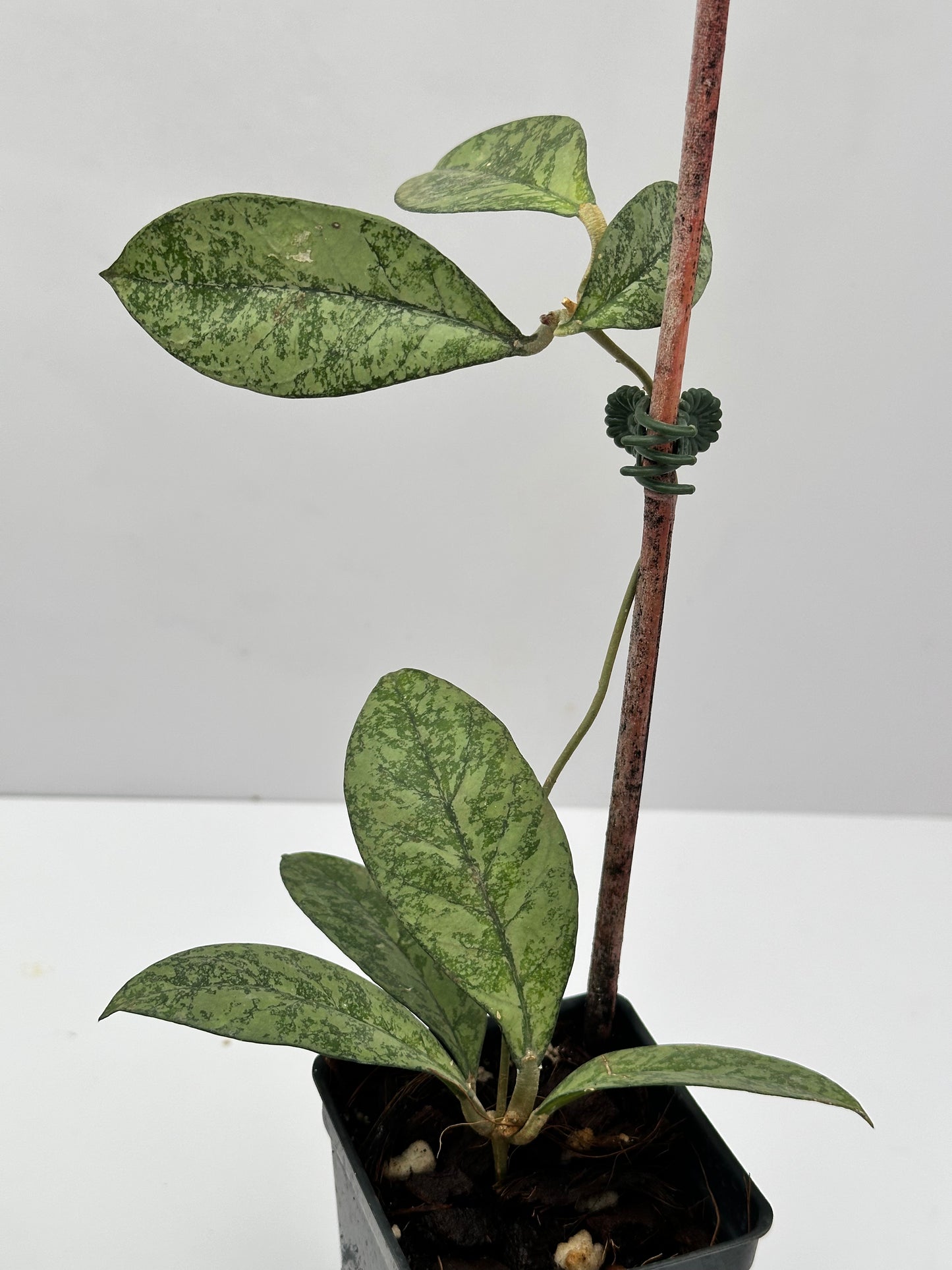 Hoya crassipetiolata (silver)