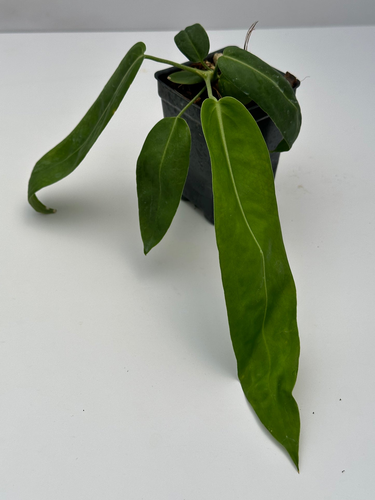 Anthurium pallidiflorum