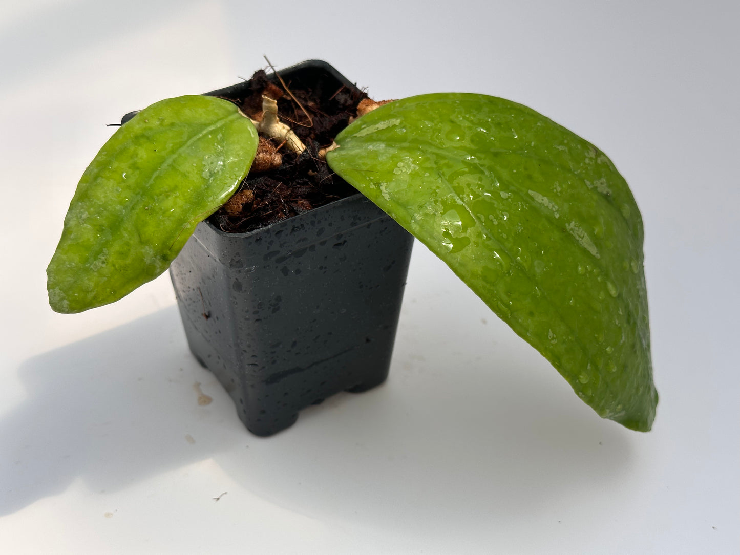 Hoya sp. aff. vitellina IML 1348 (orange)