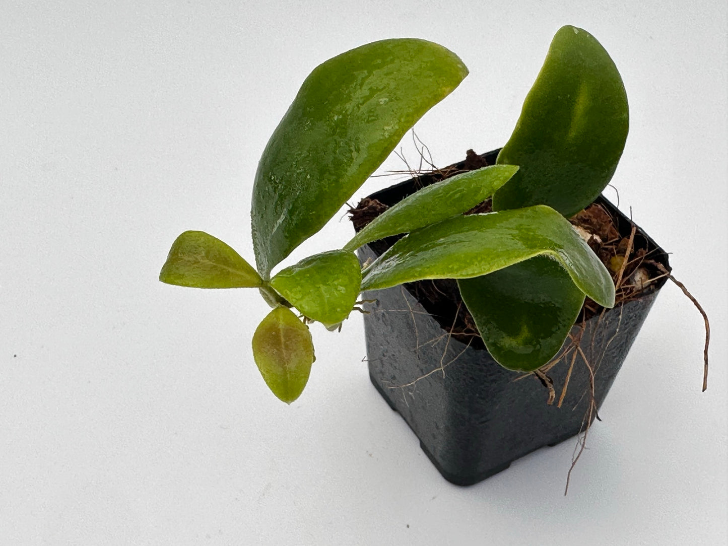 Hoya isabelchanae GPS 7-35