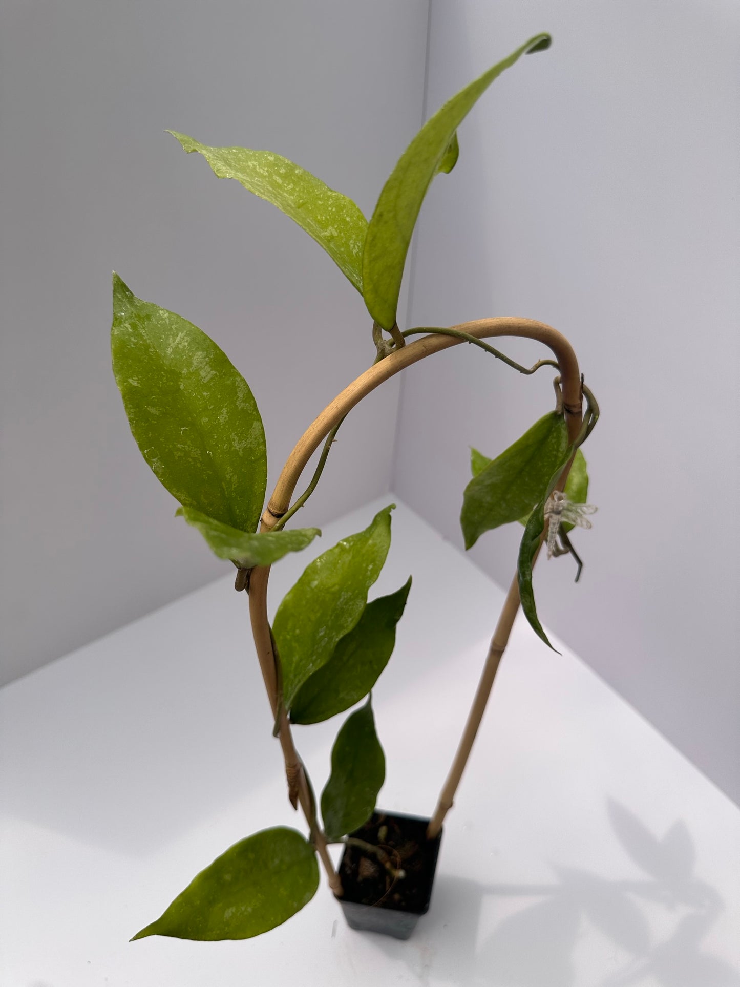 Hoya ‘Hugo’ - Trellised