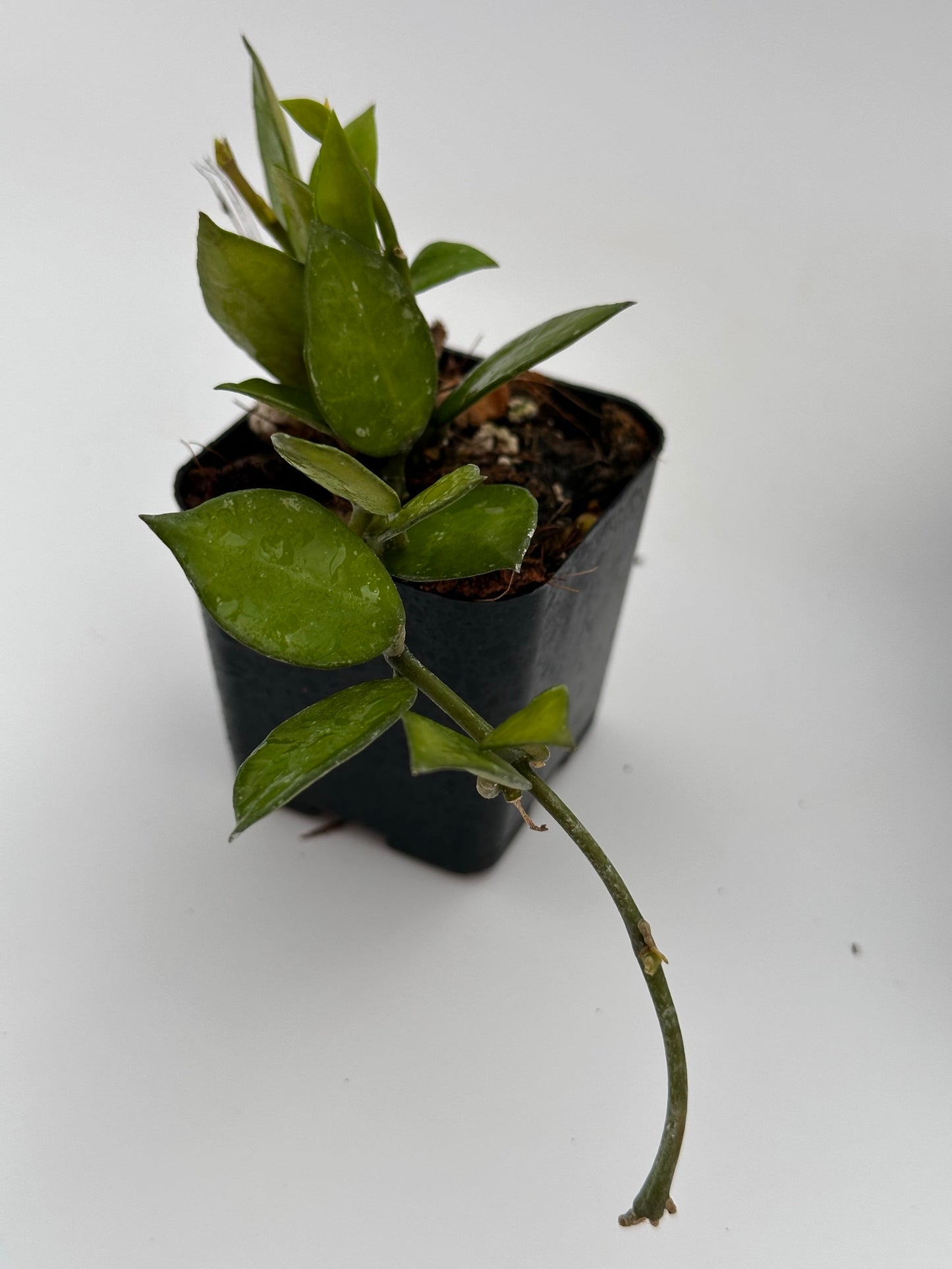 Hoya lacunosa ‘Tove’