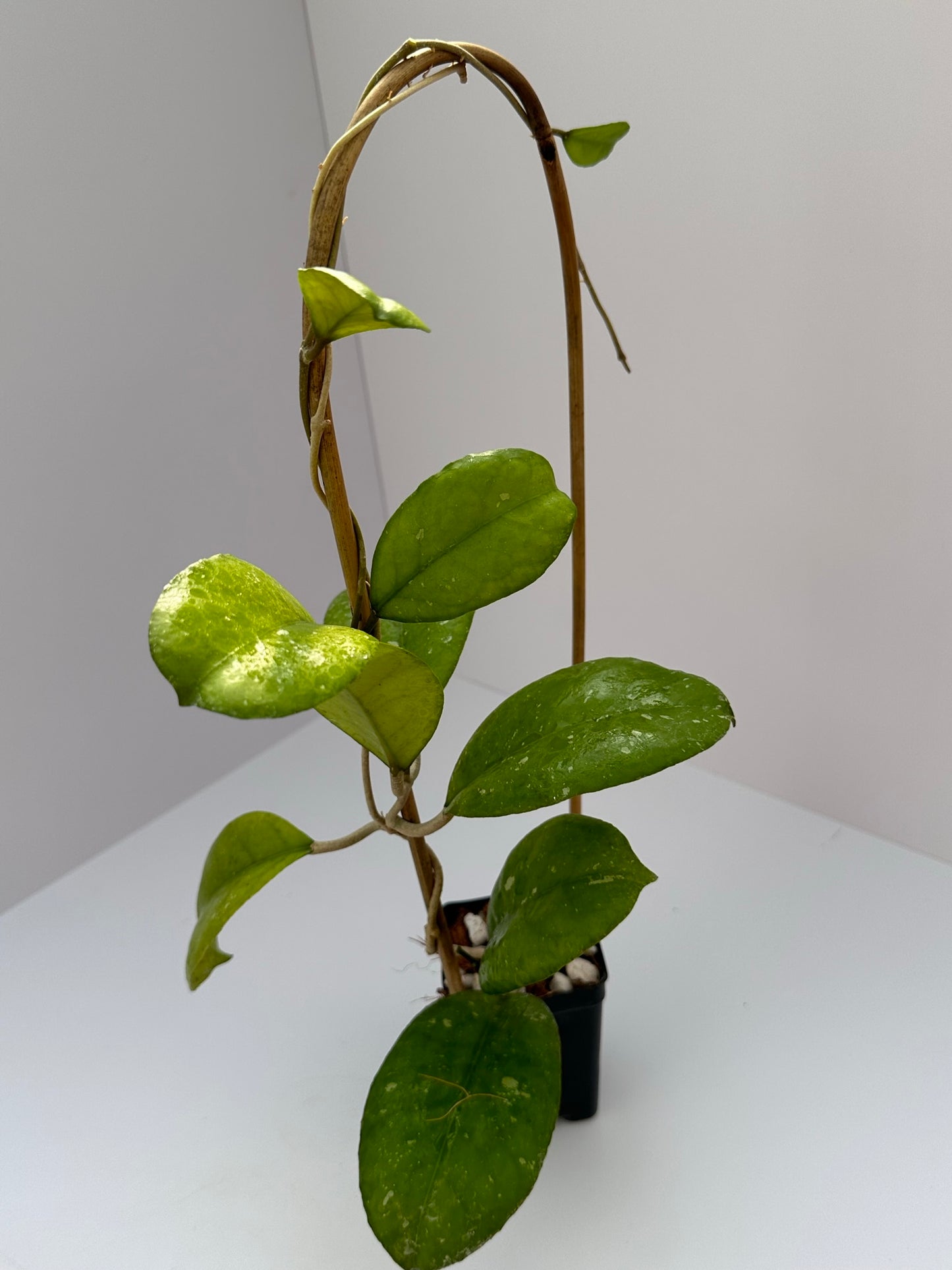 Hoya mitrata - Trellised