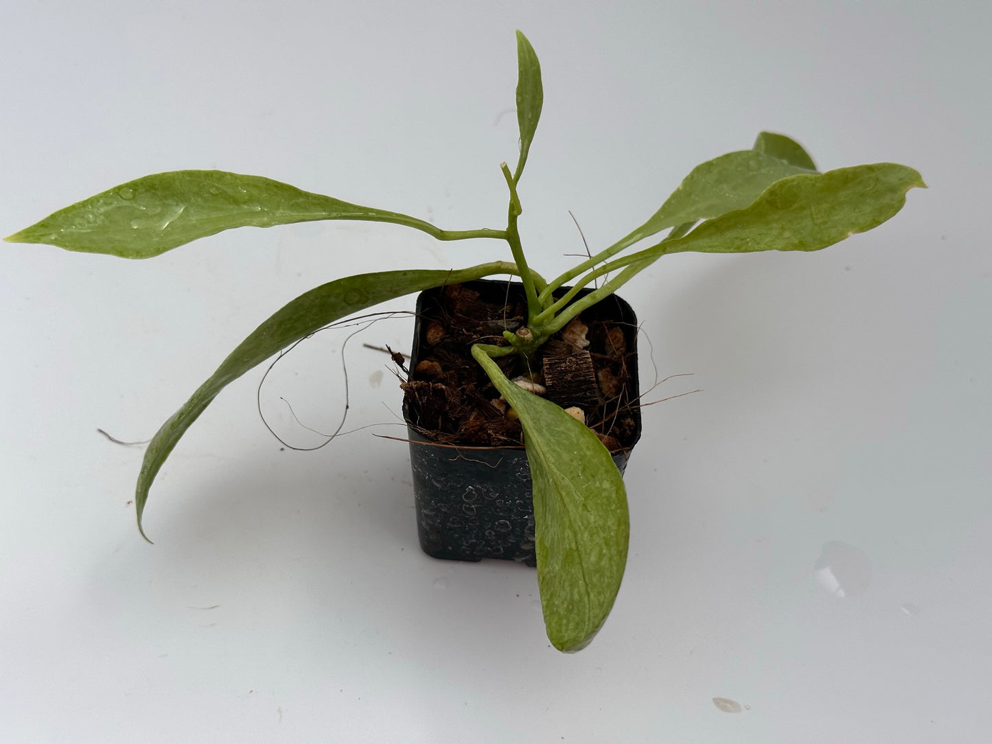 Hoya nicholsoniae ‘New Guinea Ghost’