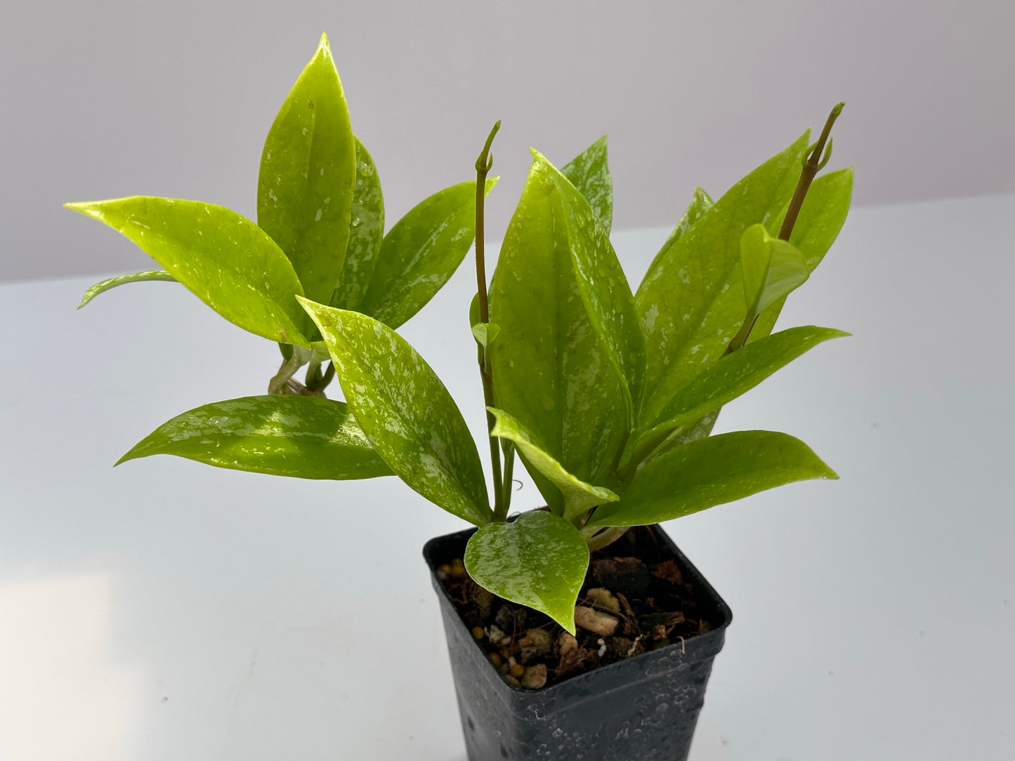 Hoya pubicalyx (splash)