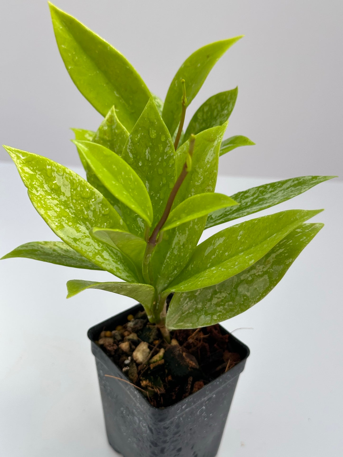 Hoya pubicalyx (splash)