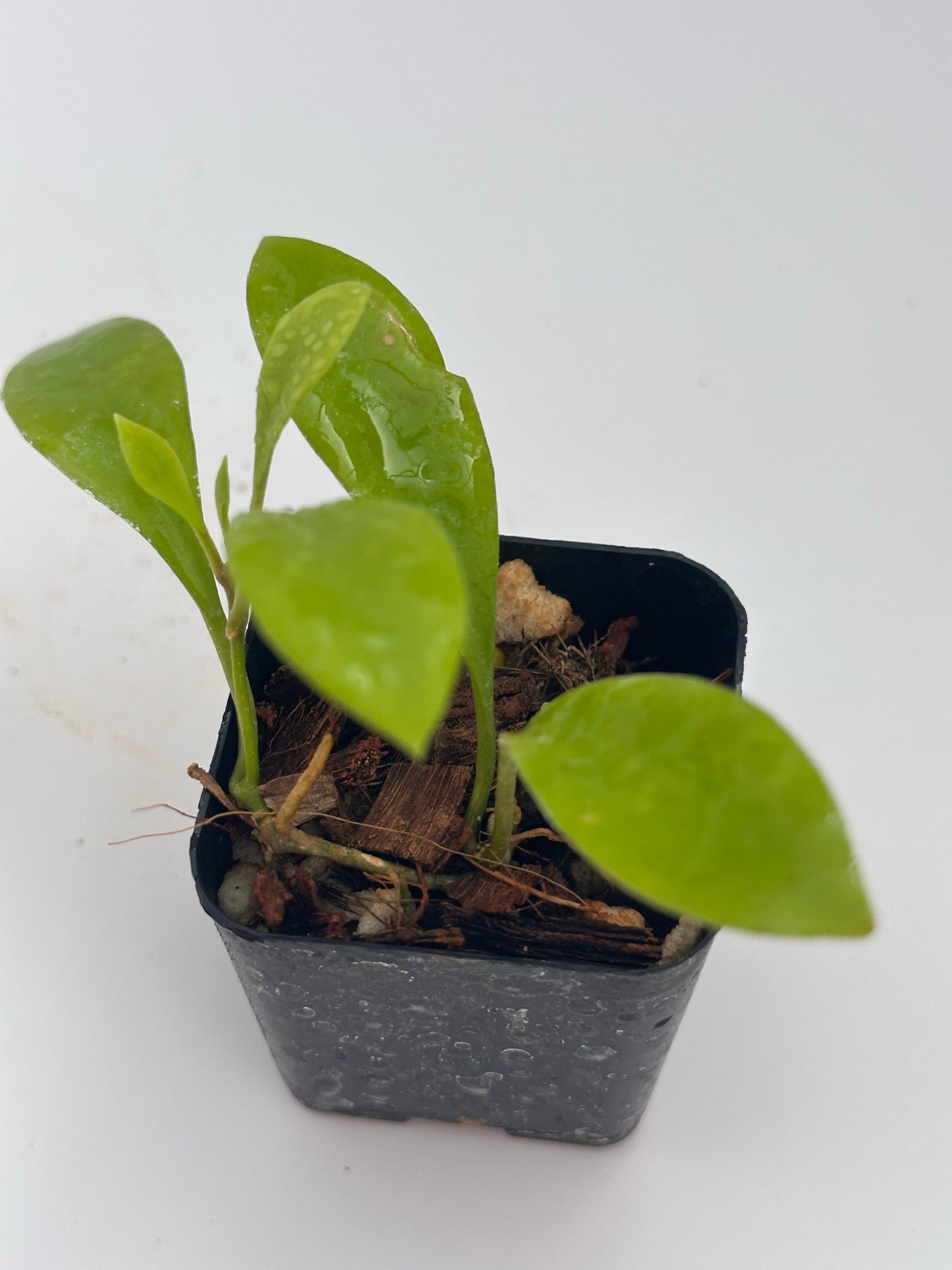 Hoya RHM 030-11