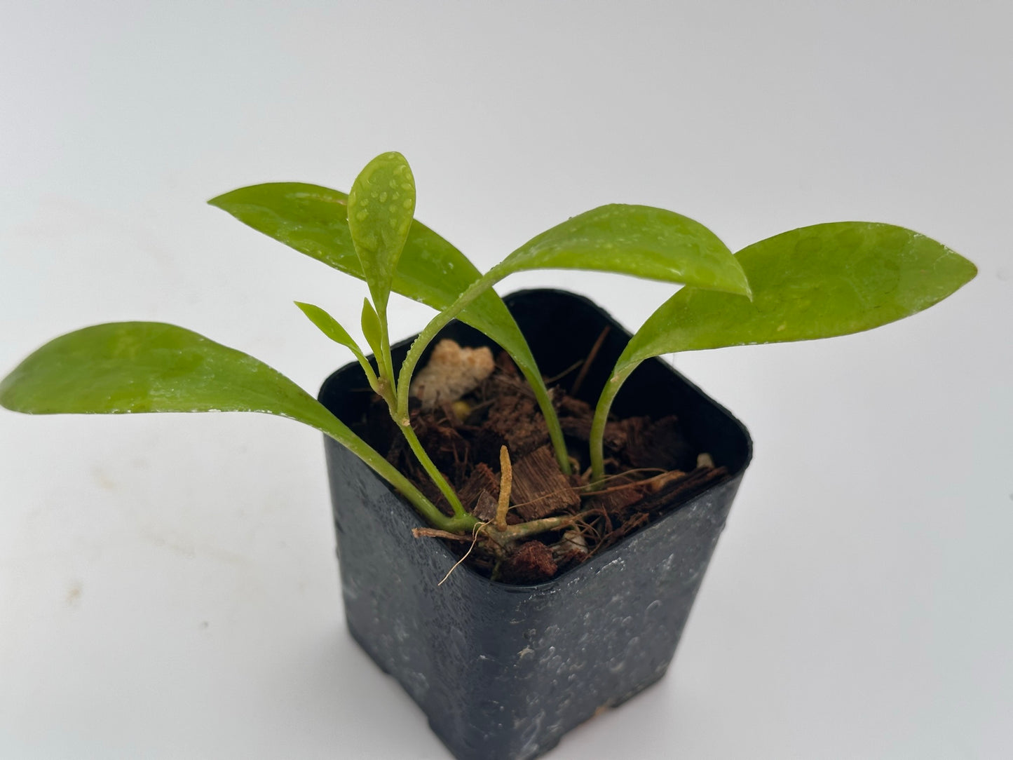 Hoya RHM 030-11