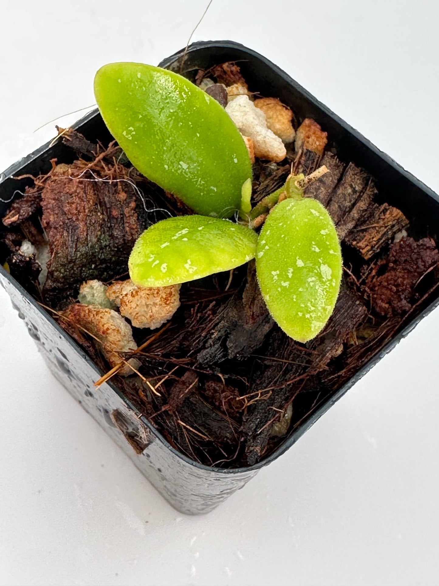 Hoya sp. aff. sigillatis VL 9