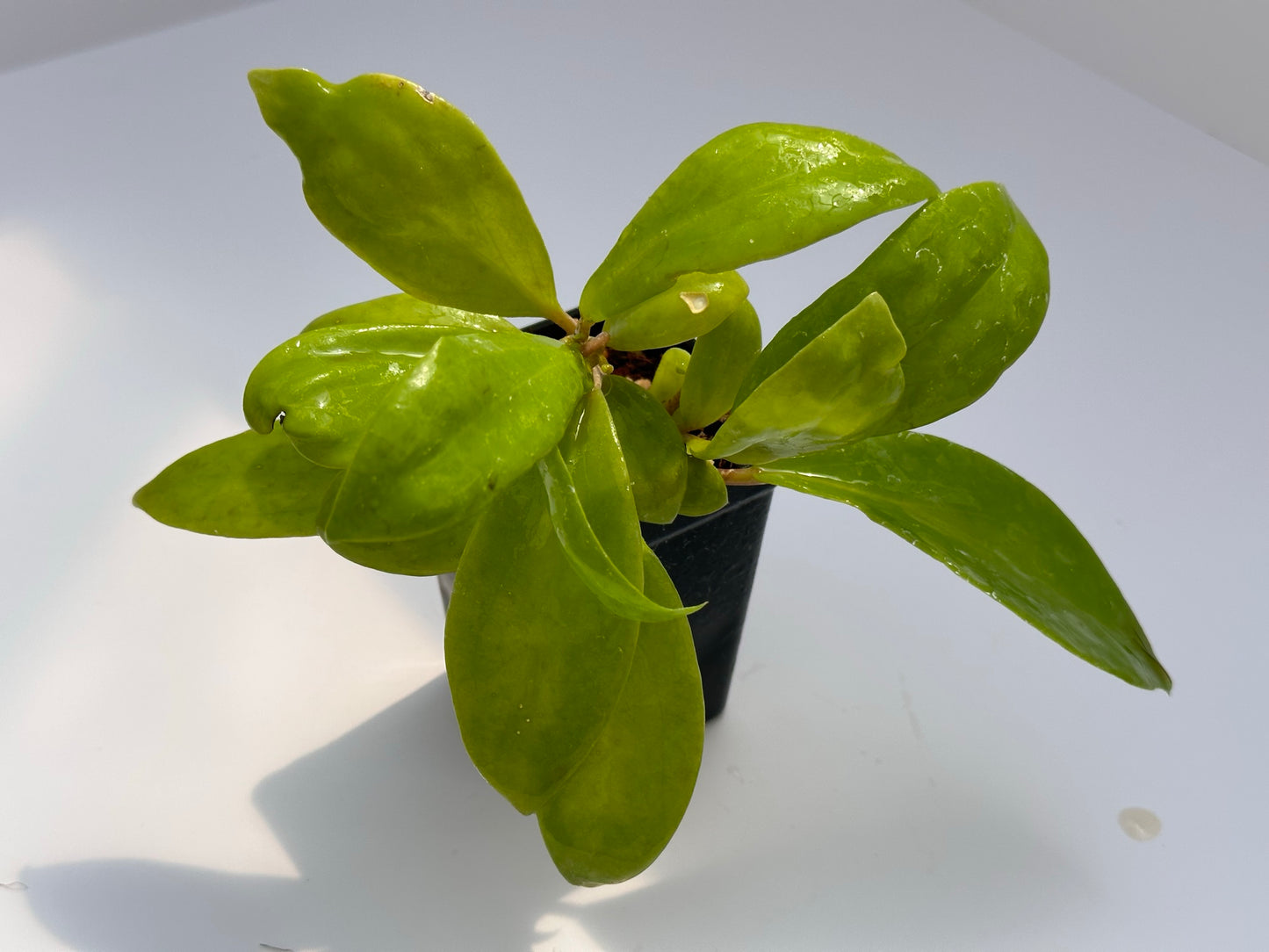 Hoya ilagorium (yellow)