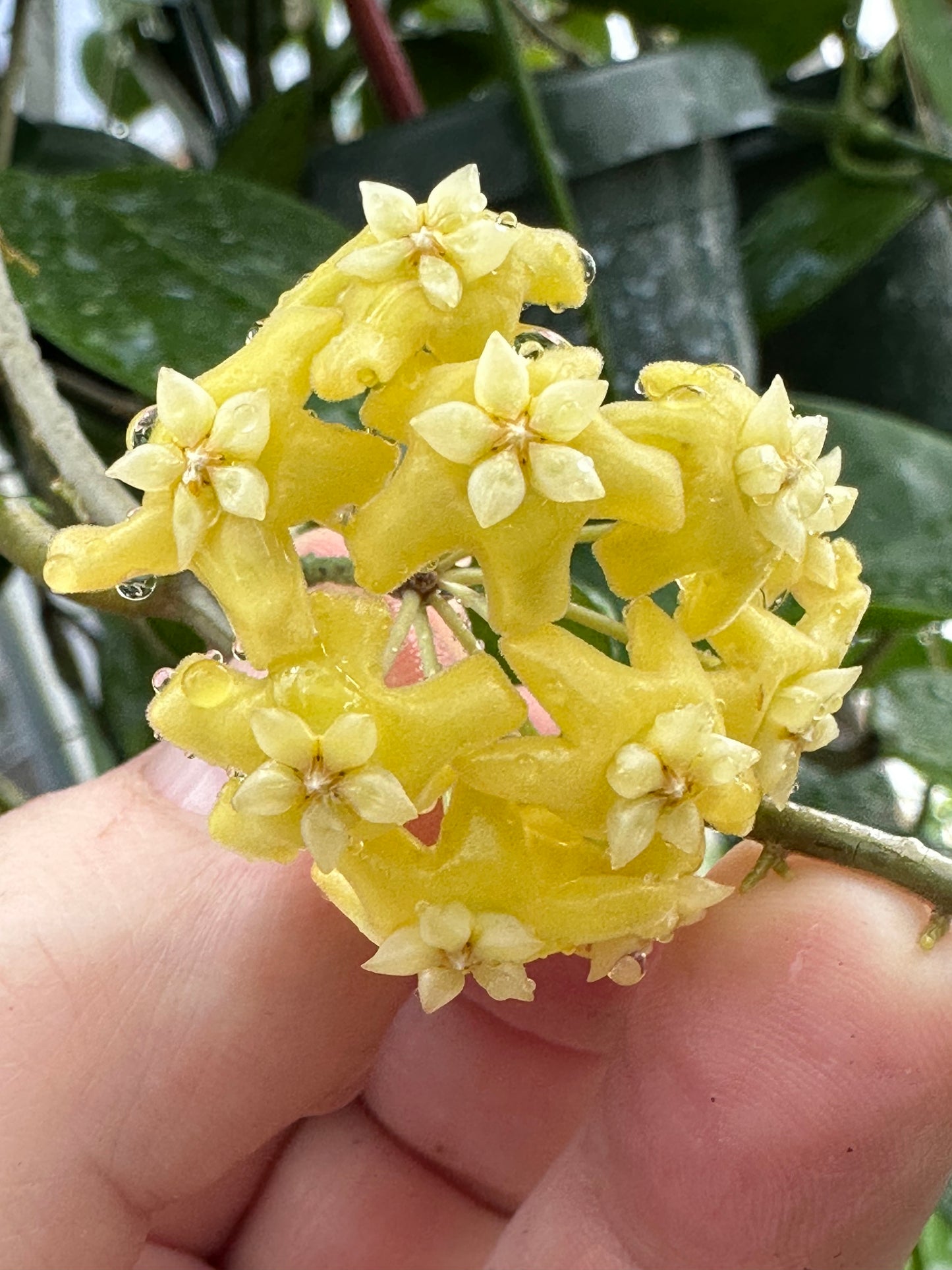 Hoya ‘Annakey’ MB 1291