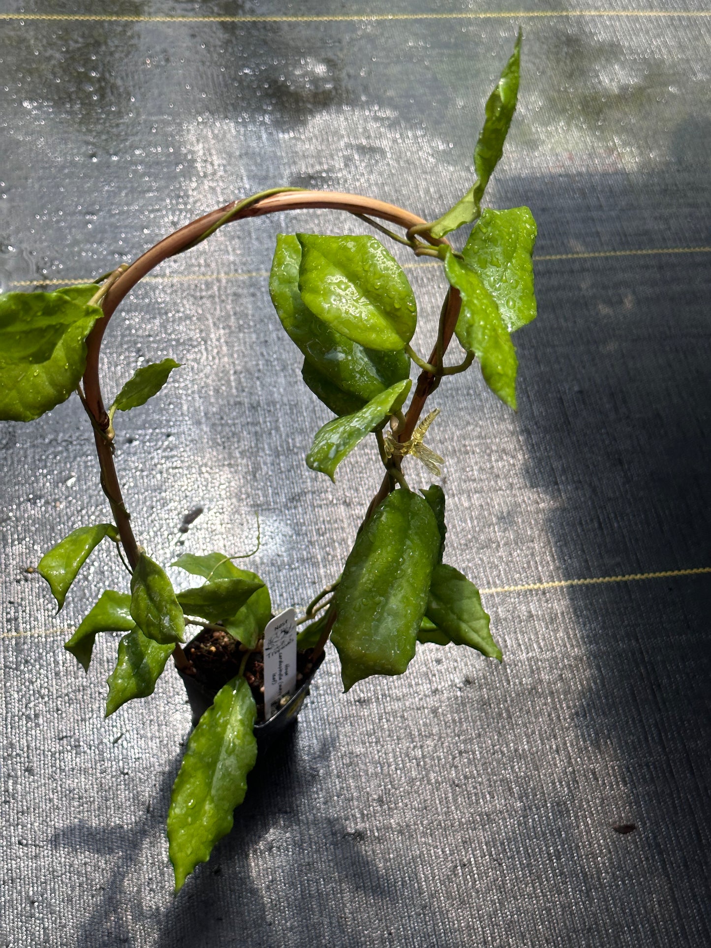 Hoya cardiophylla (wavy leaf) - Trellised