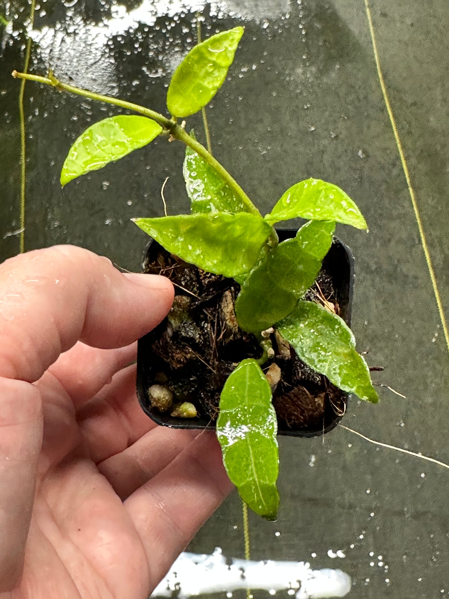 Hoya sp. aff. lacunosa SR 2010-055