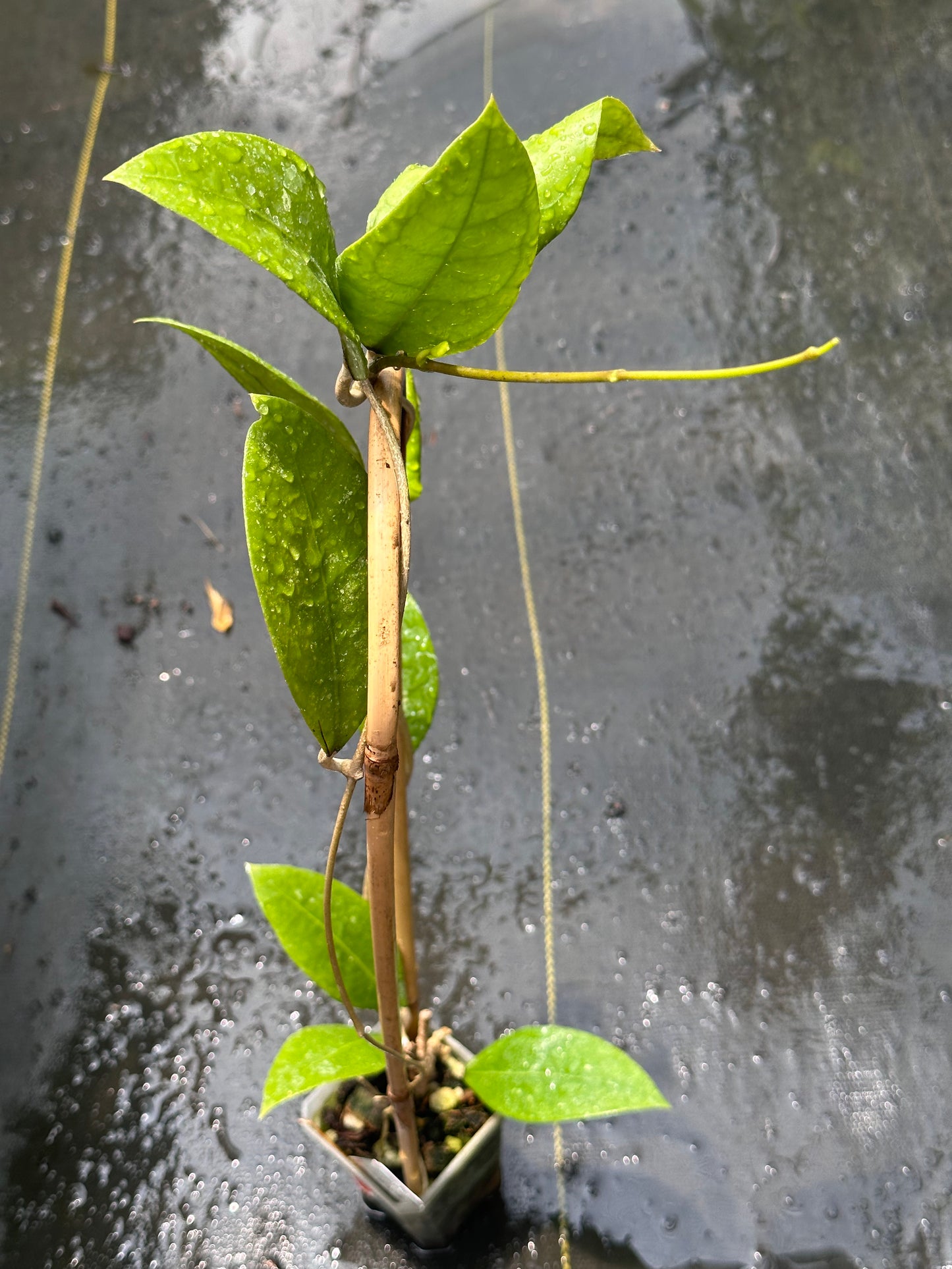 Hoya vitellina - Trellised