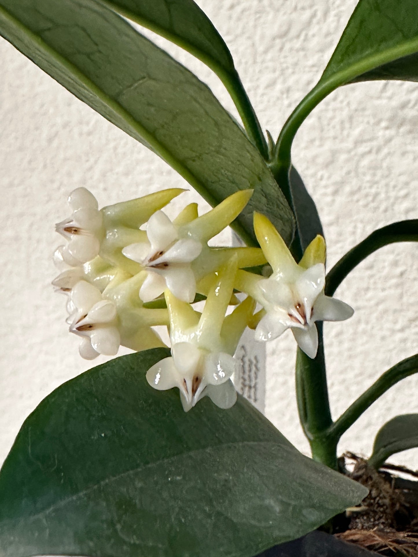 Hoya lockii (yellow)