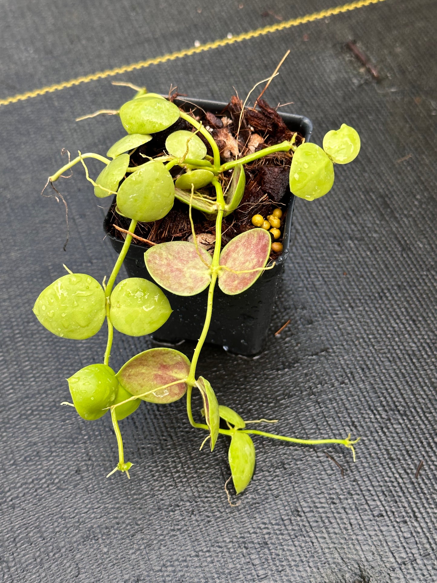 Dischidia pectinoides x cleistantha