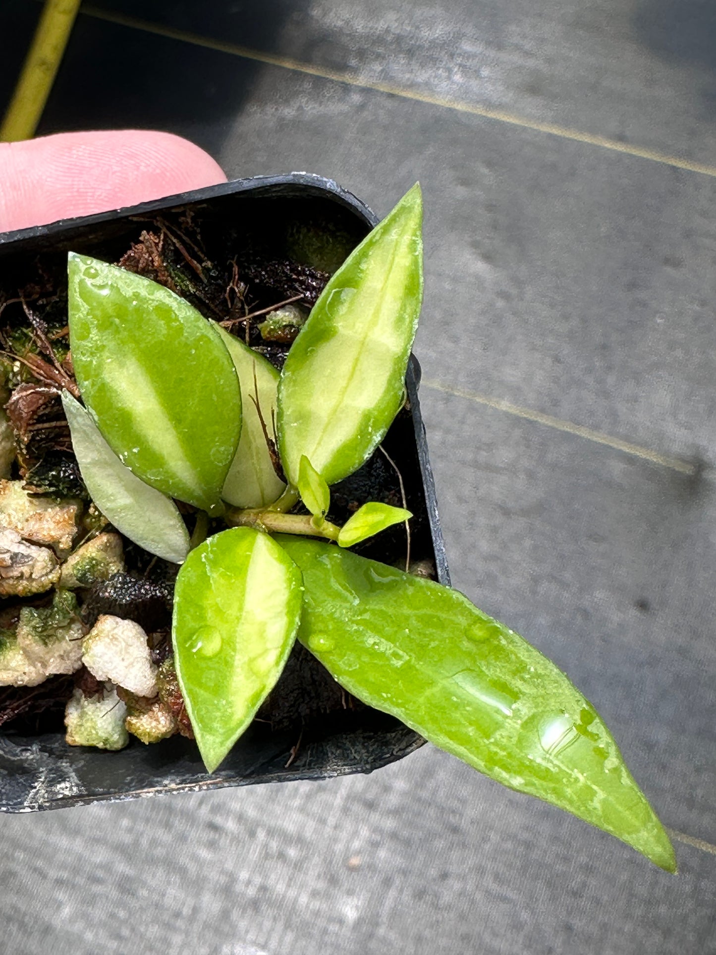 Hoya lacunosa (variegated)