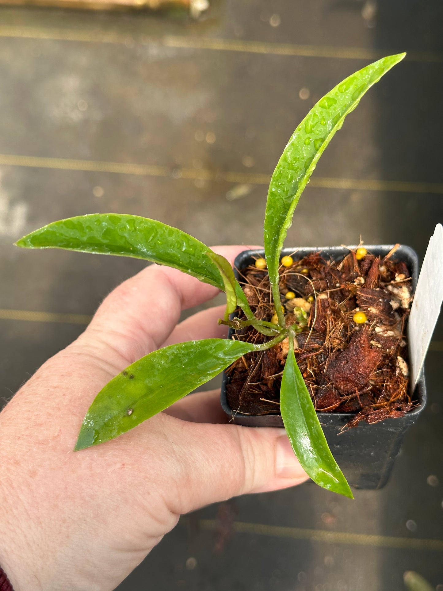 Hoya wayetii ‘Dark Choco’