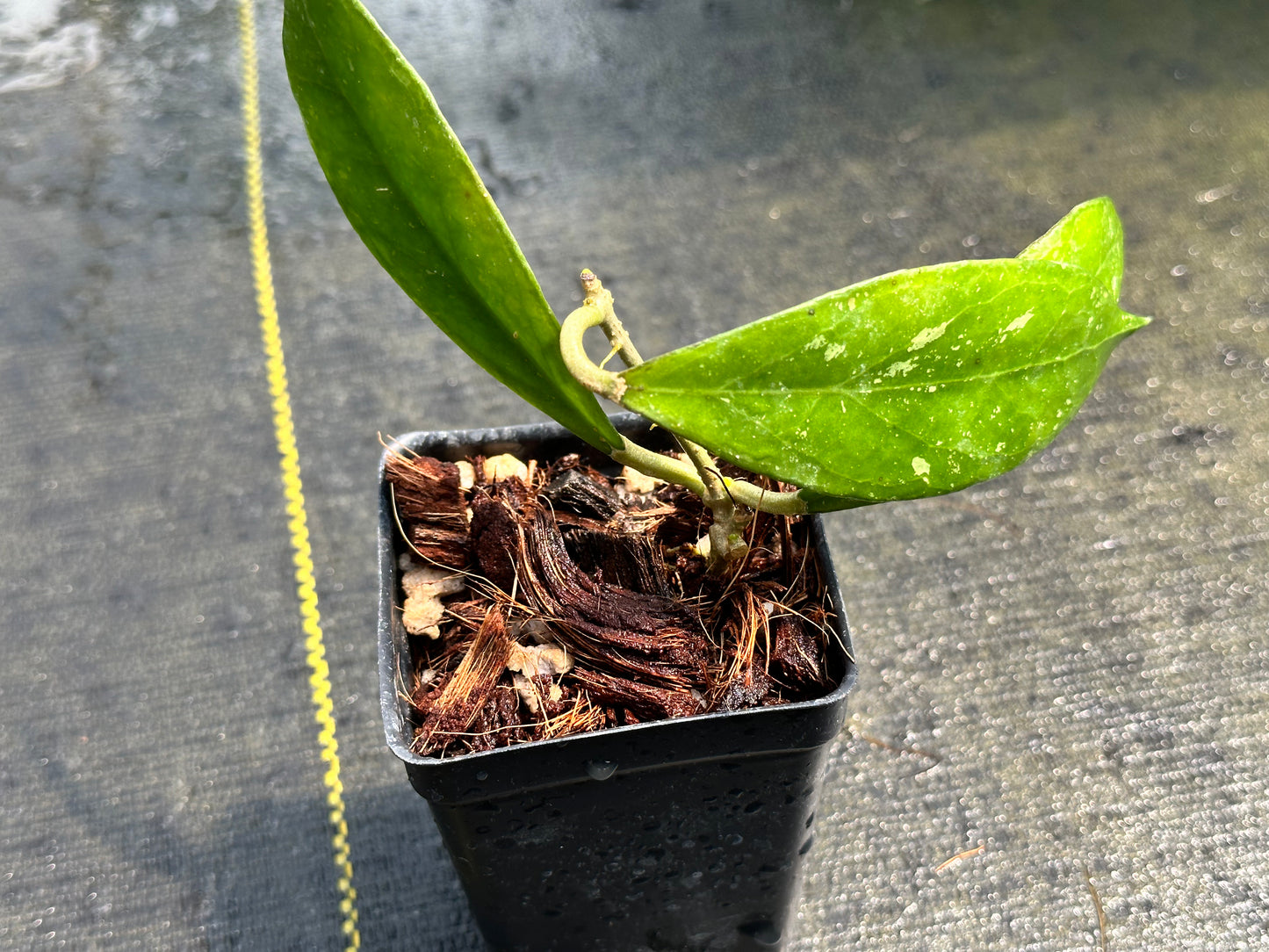 Hoya ‘Sunshine’ MB 1594