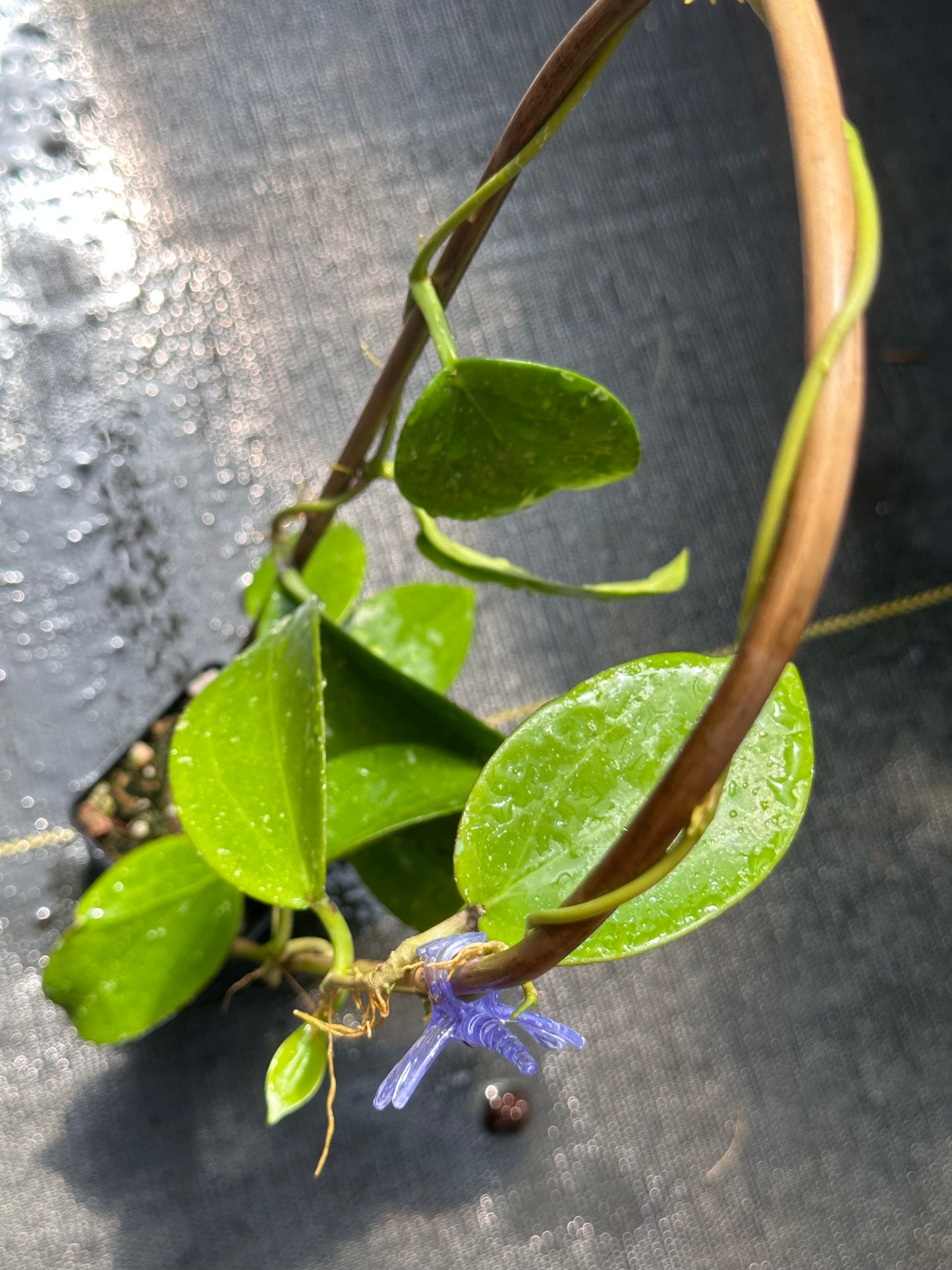Hoya sp. Da Lat (round leaves)