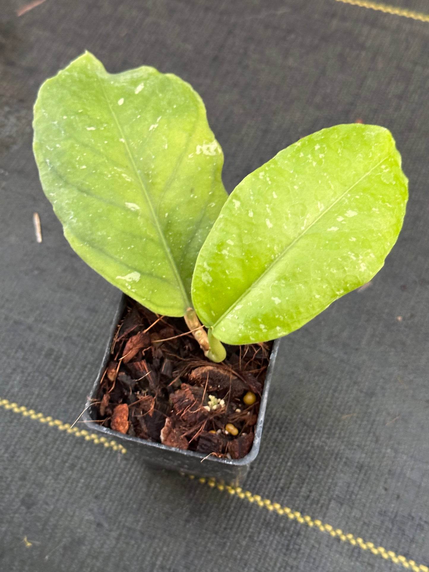 Hoya sp. Bat Cave GPS 7020