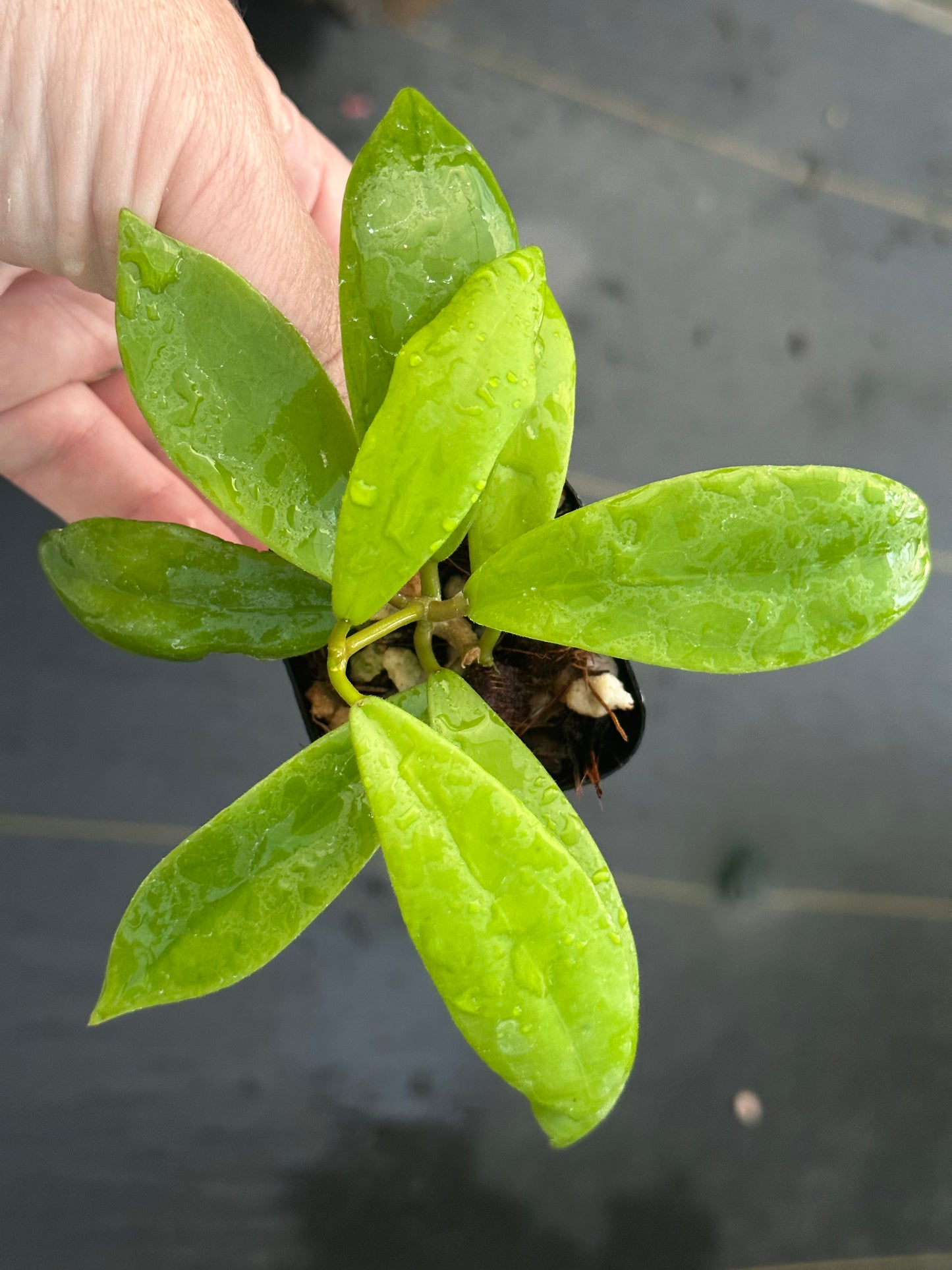 Hoya ‘Evy’ BSG 007-01