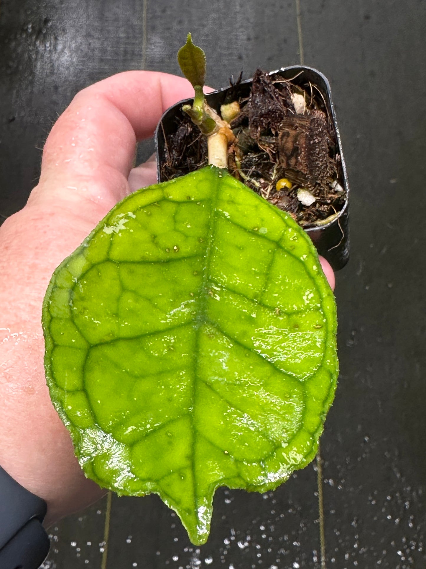 Hoya ‘Svetlana’