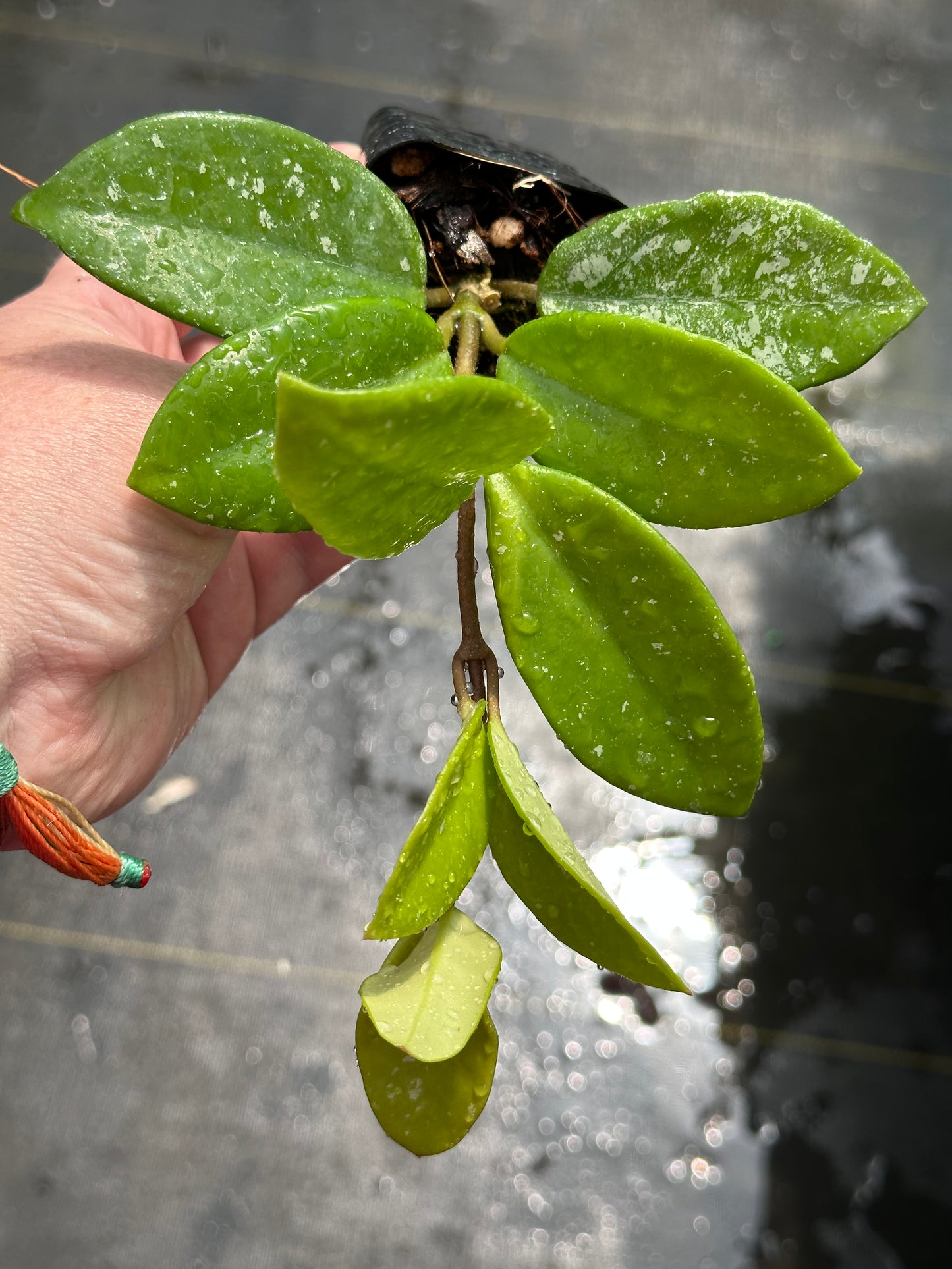 Hoya ‘Millie’ SMS 019