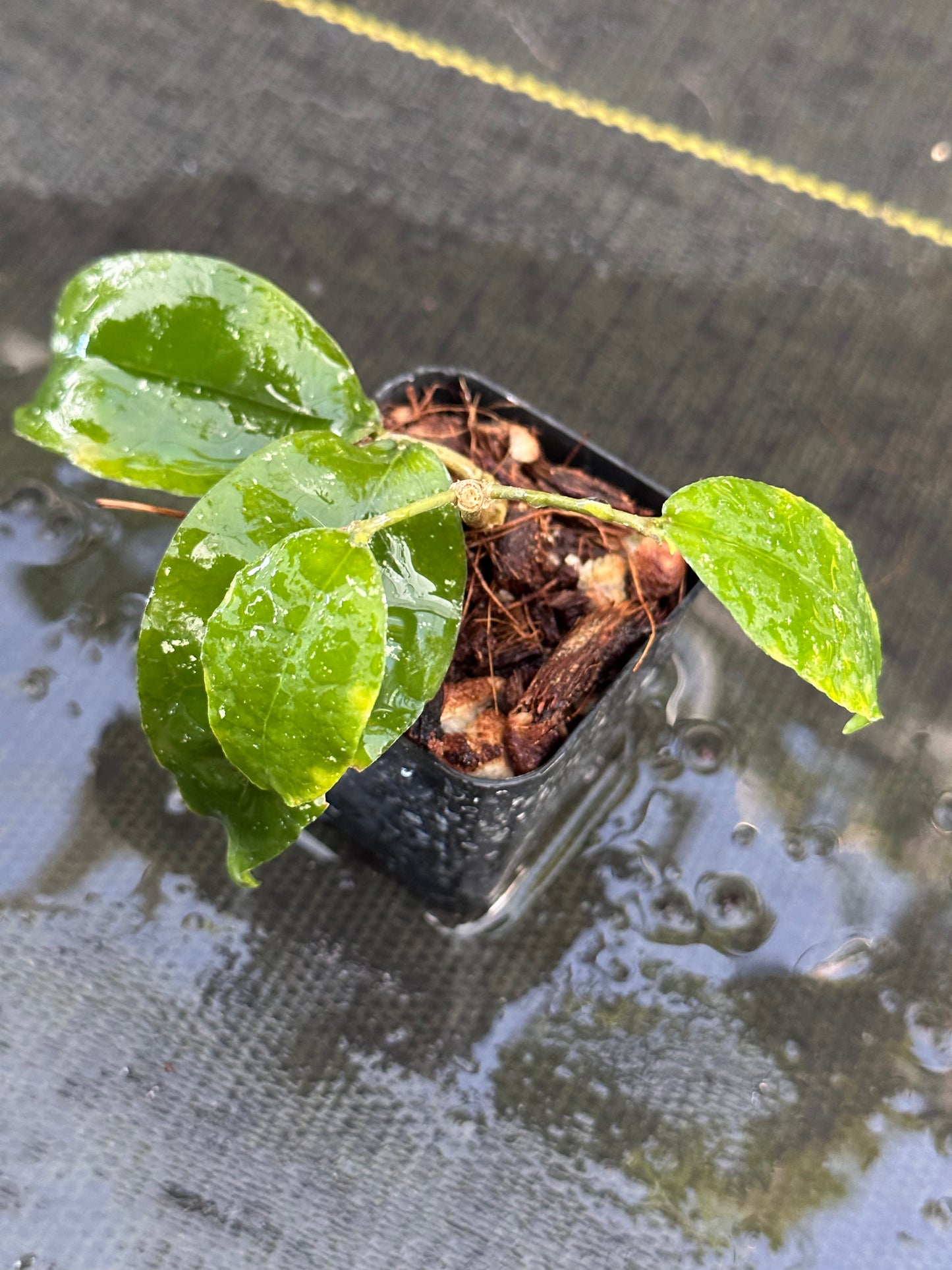Hoya ignorata