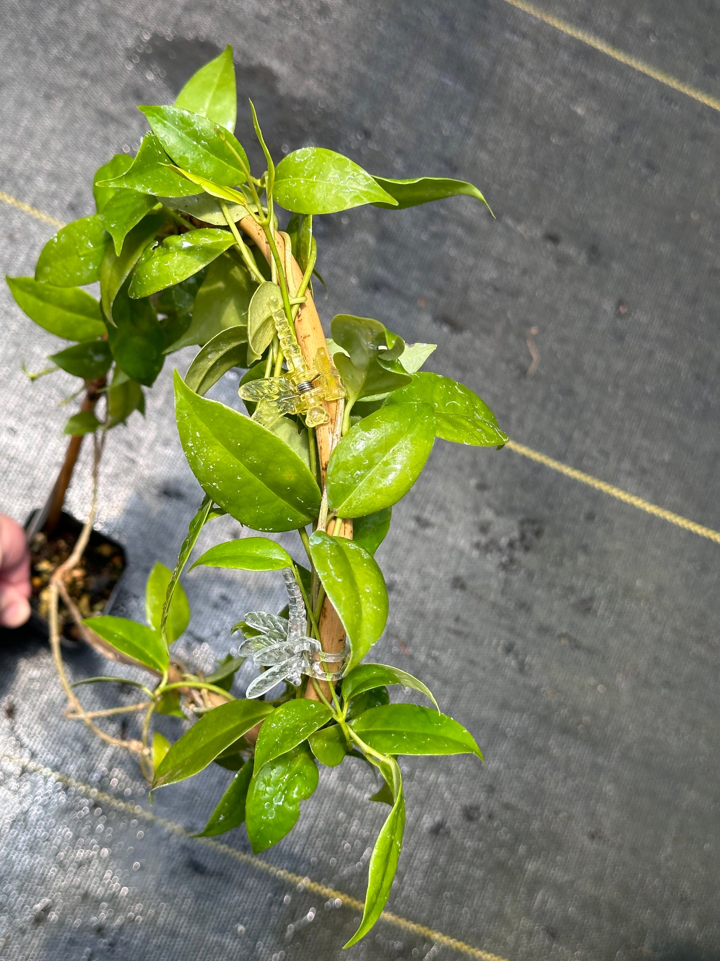 Hoya ‘Iris Marie’ - Trellised