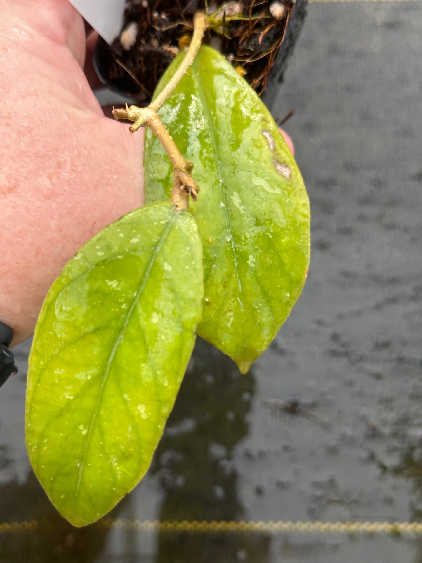 Hoya forbesii x deykeae