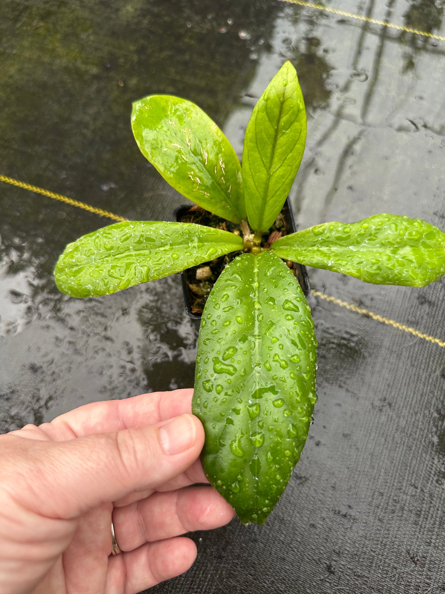 Hoya finlaysonii ‘Lalia’