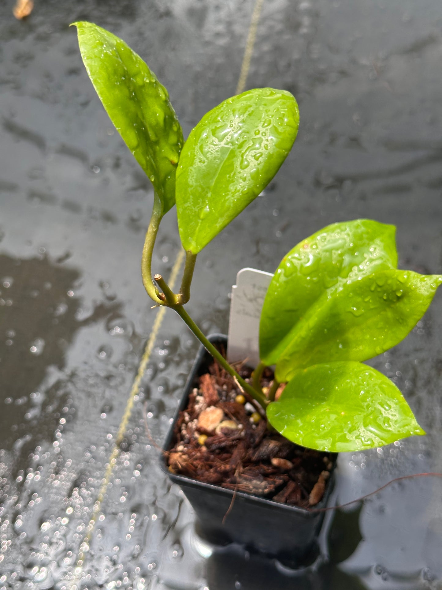 Hoya ‘Vorapol’
