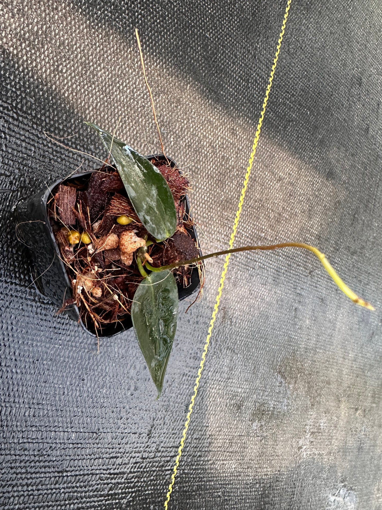 Hoya carrii NS 13-064