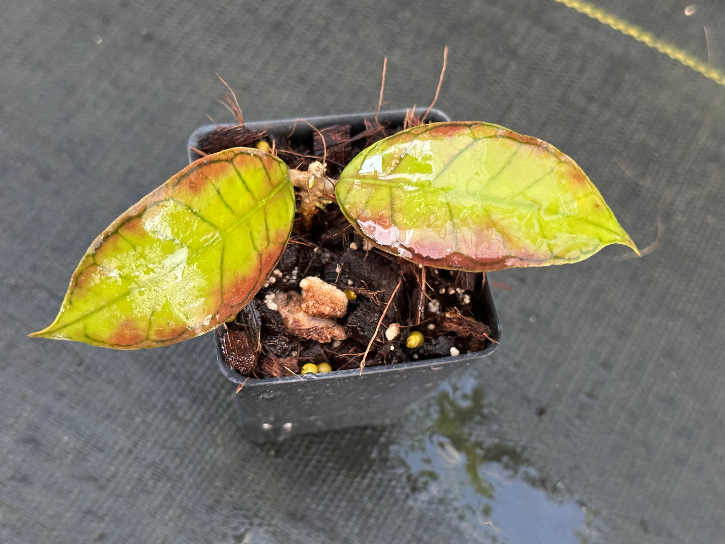 Hoya sp. Gunung Gadang