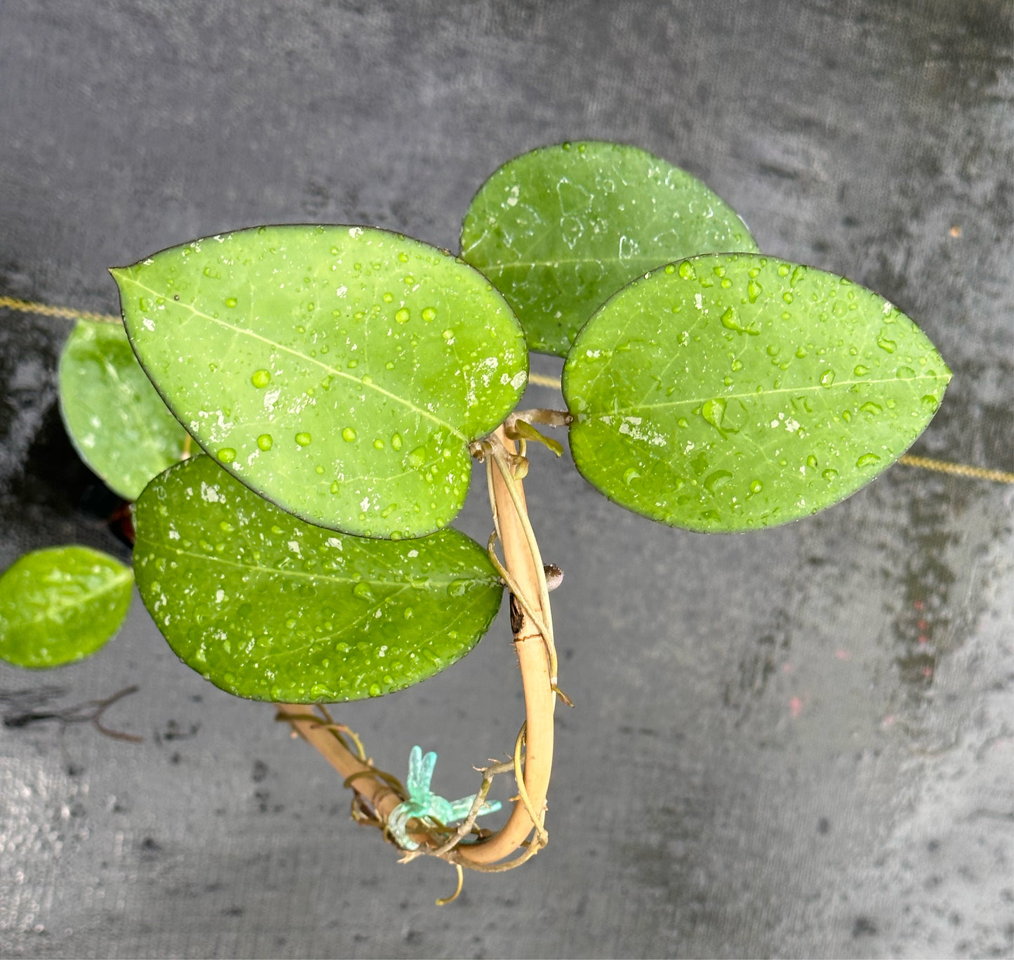 Hoya verticillata (dark margin) - Trellised