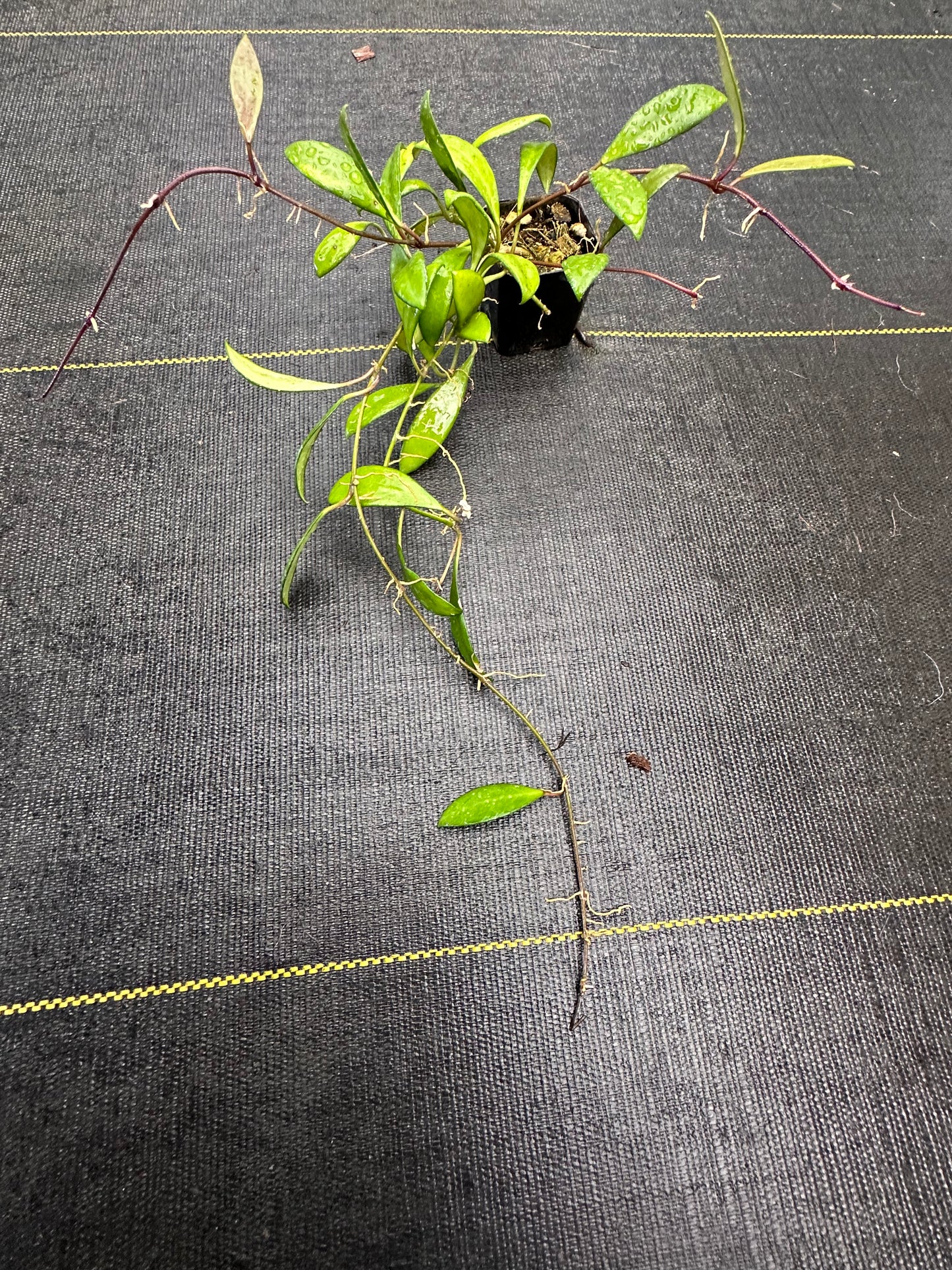 Hoya davidcumingii
