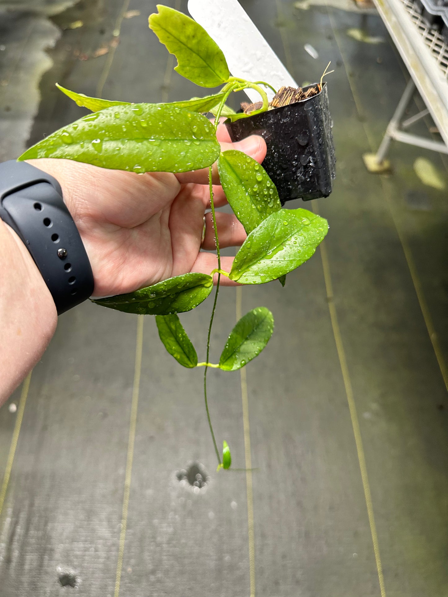 Dischidia acutifolia PNG