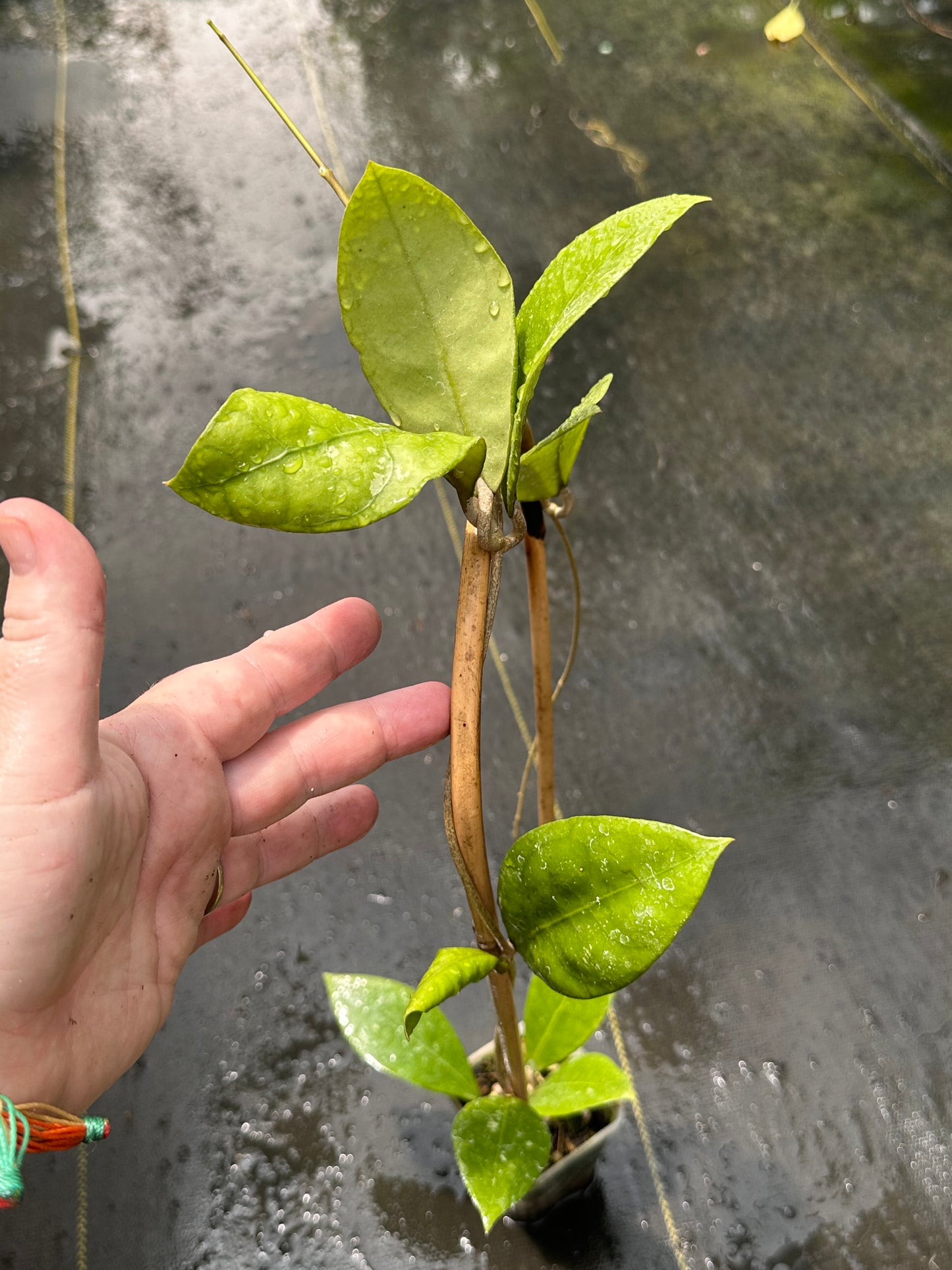 Hoya vitellina - Trellised
