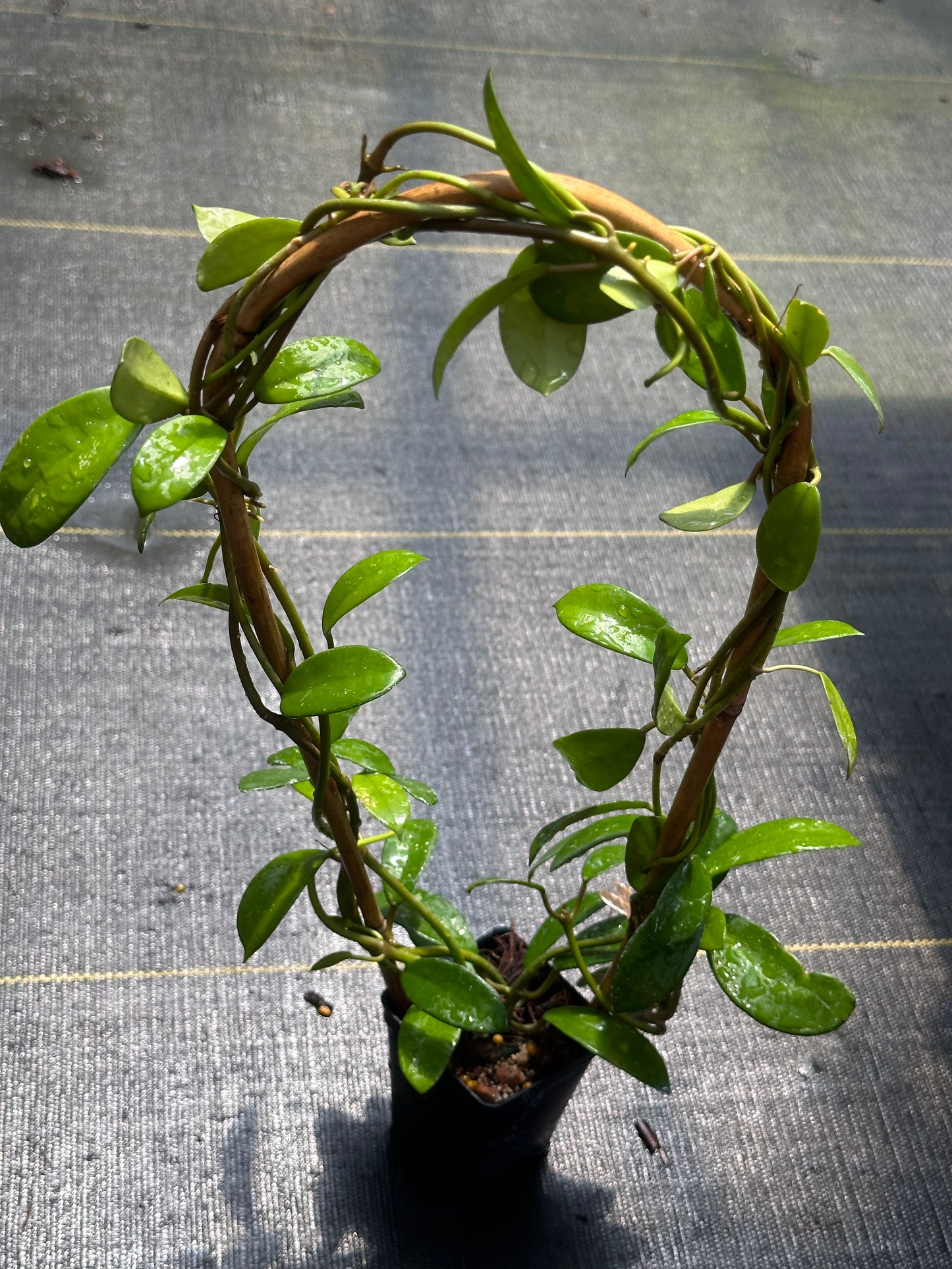 Hoya diversifolia - Trellised