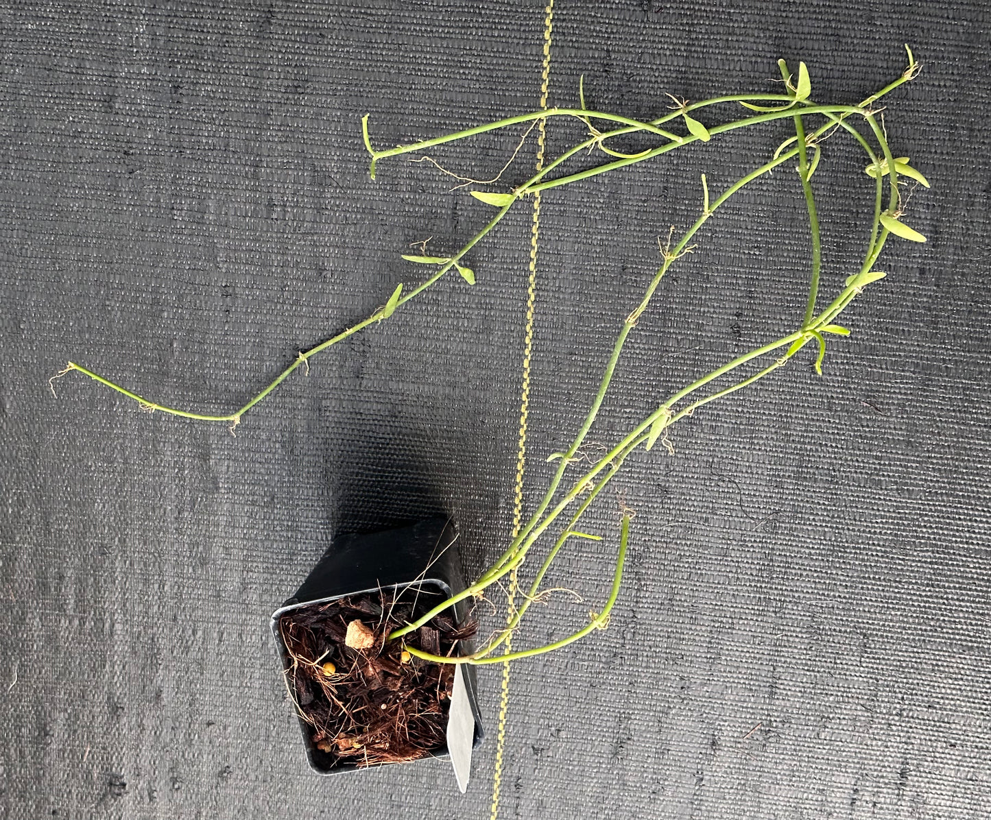 Dischidia bengalensis