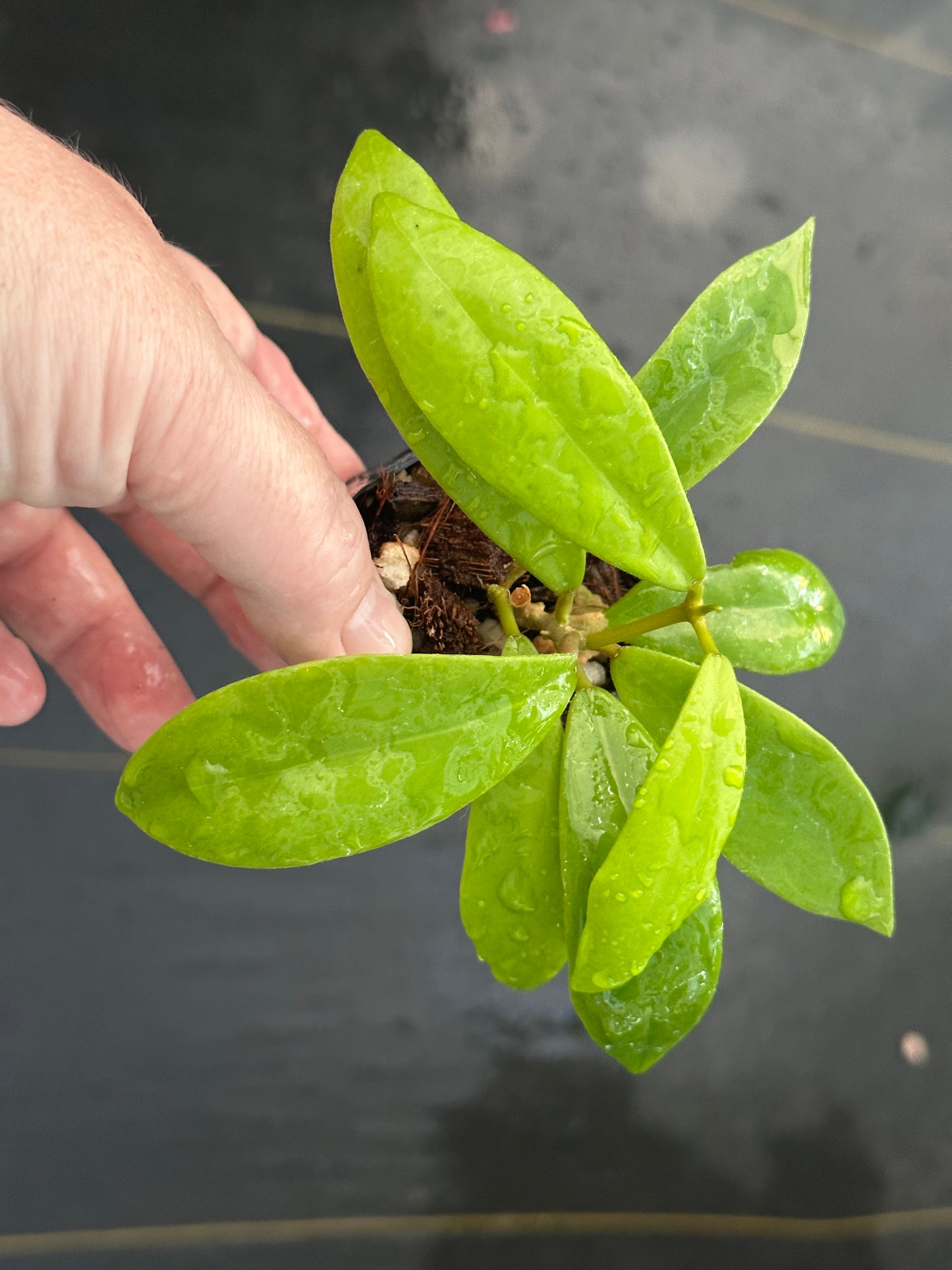 Hoya ‘Evy’ BSG 007-01