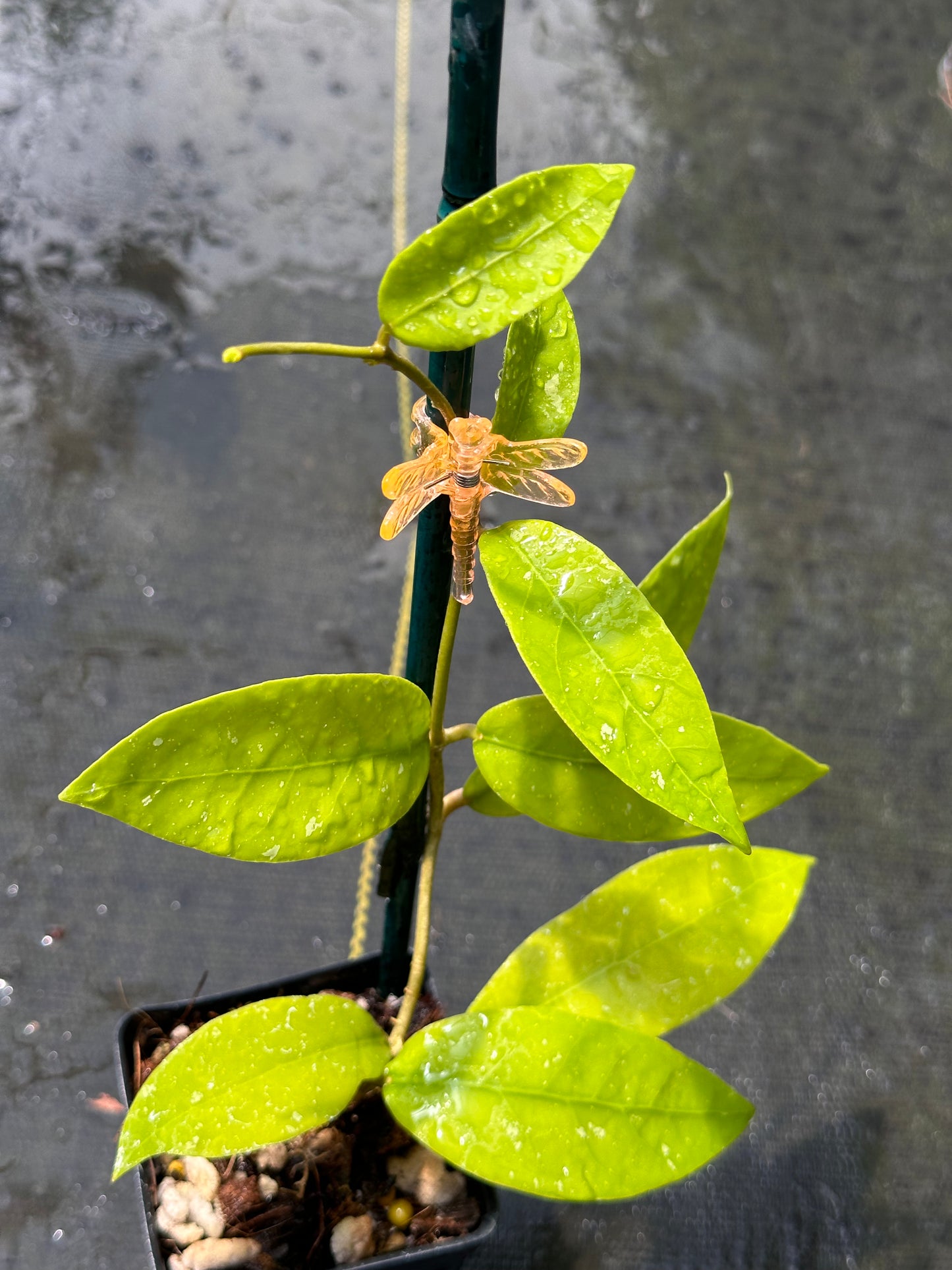 Hoya NAP 04 sp. Indonesia